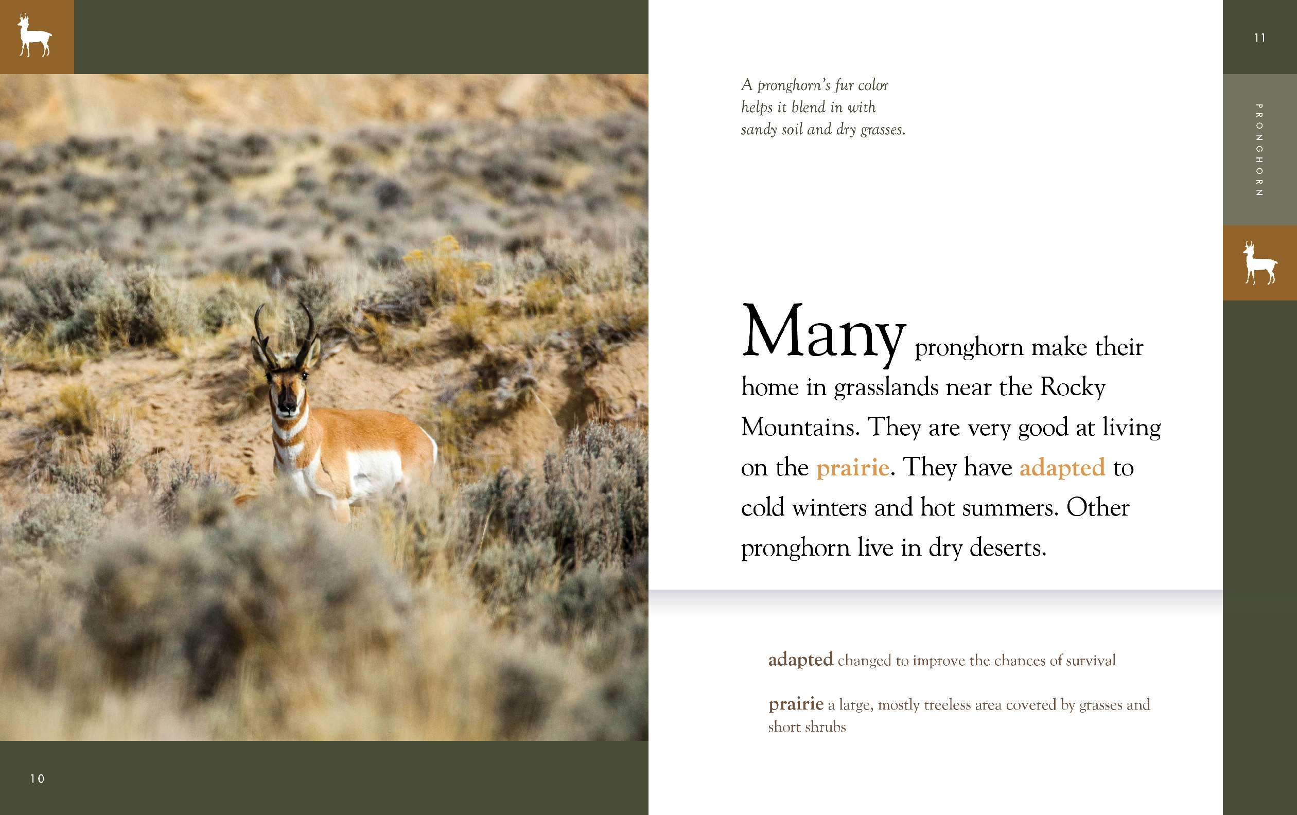 Pronghorn