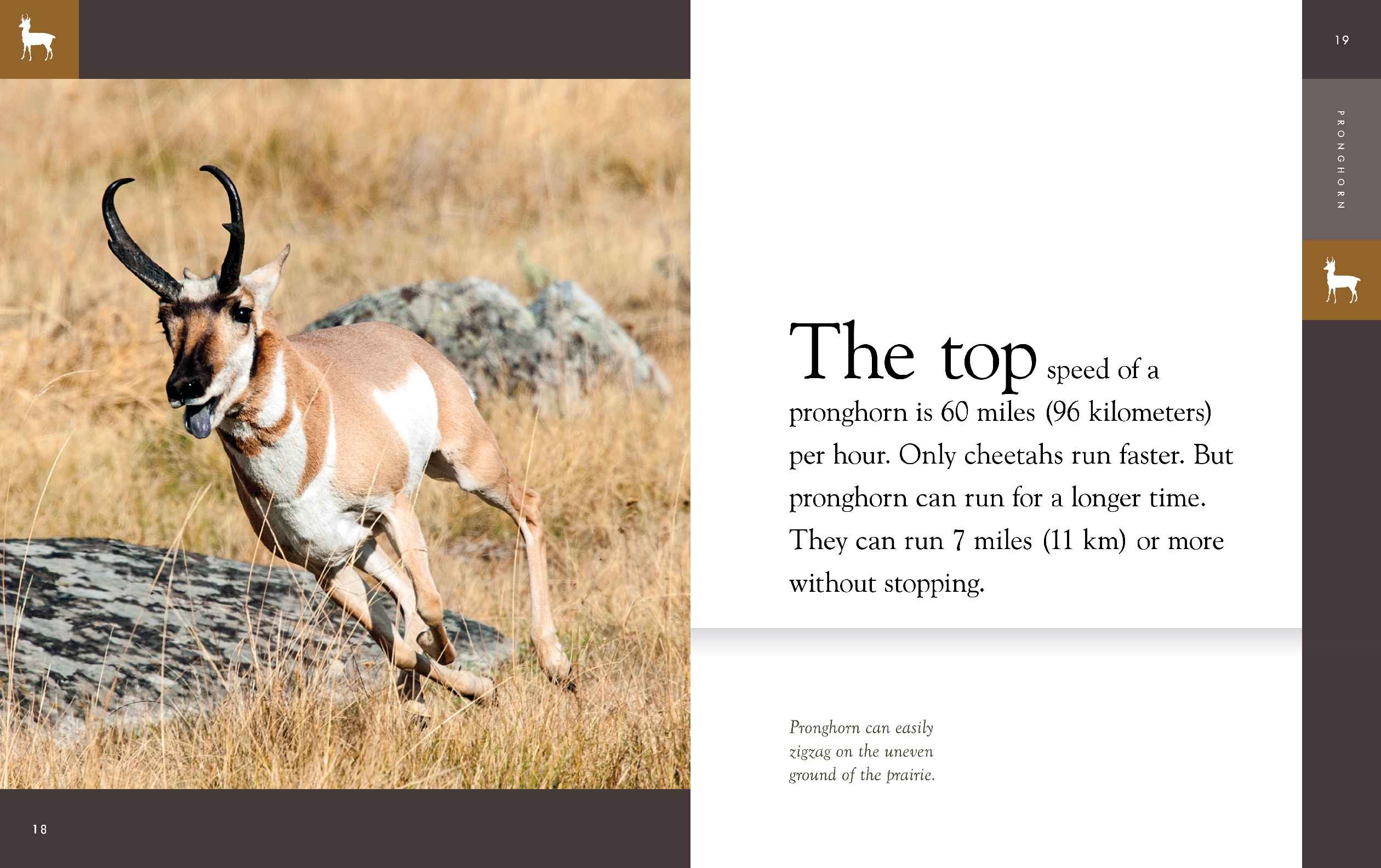 Pronghorn