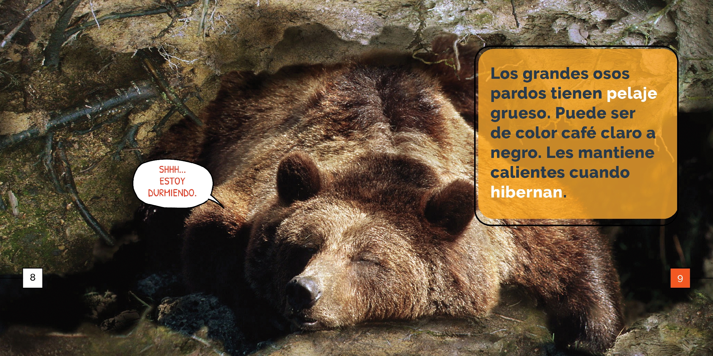 Los osos pardos