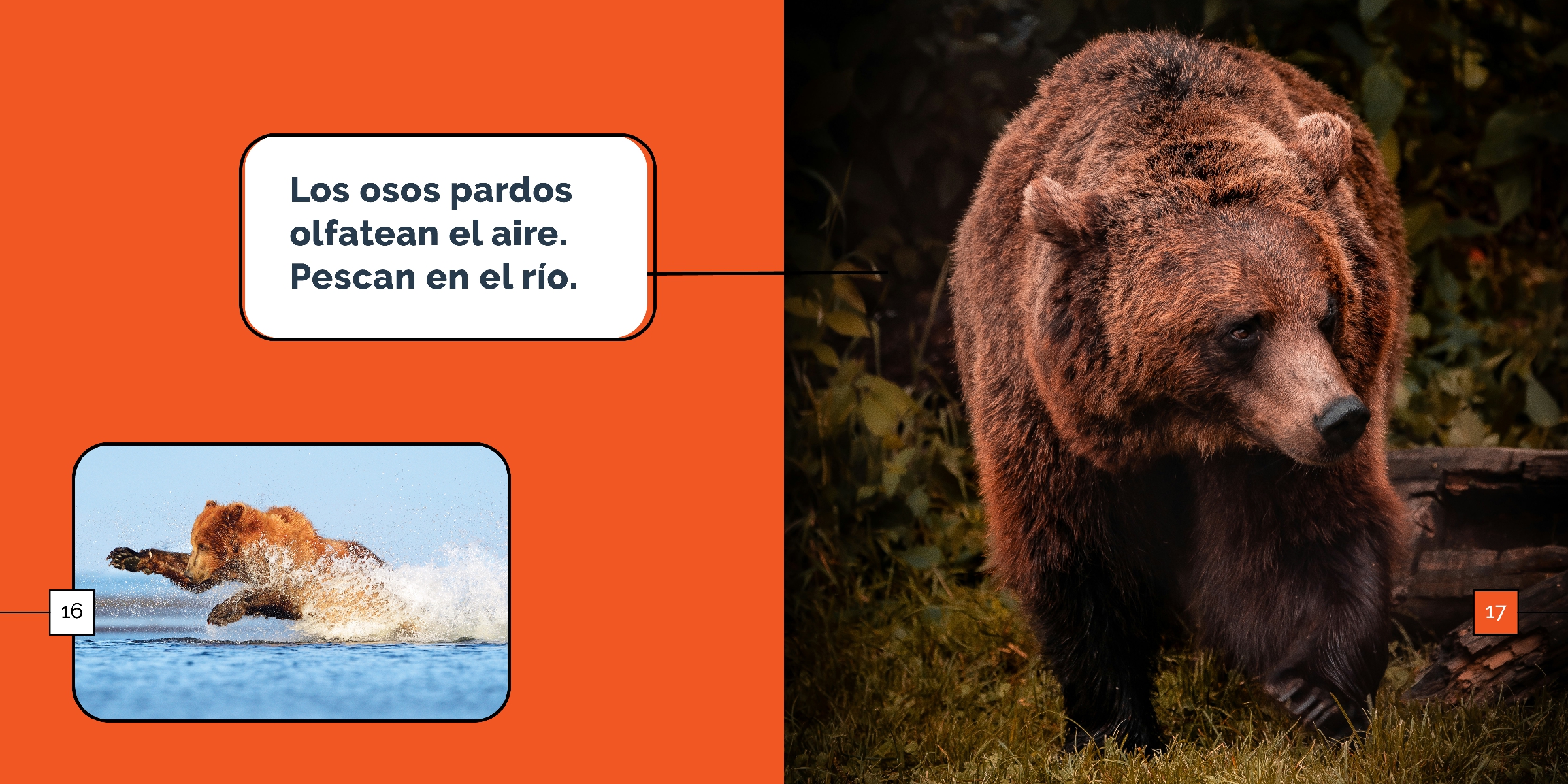Los osos pardos