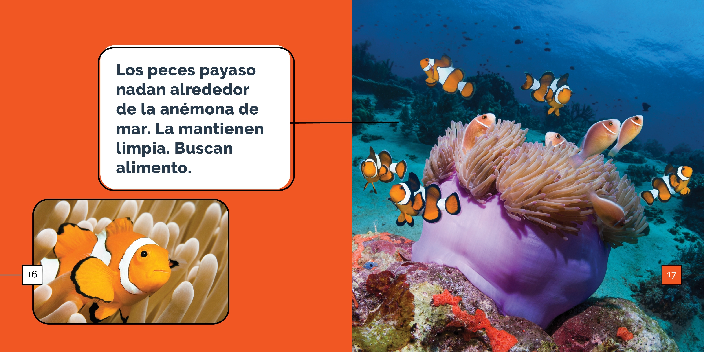 Los peces payaso