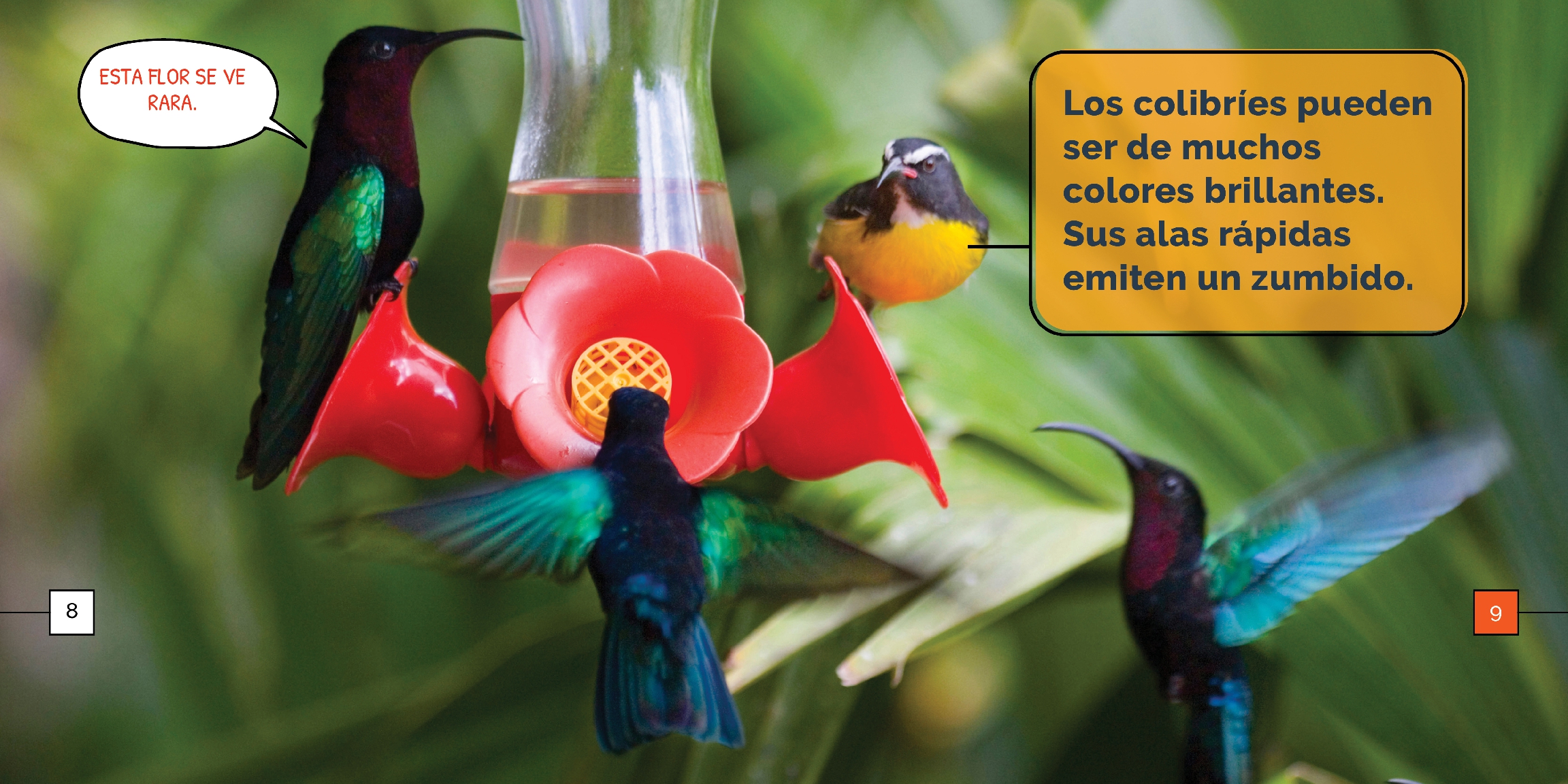 Los colibríes