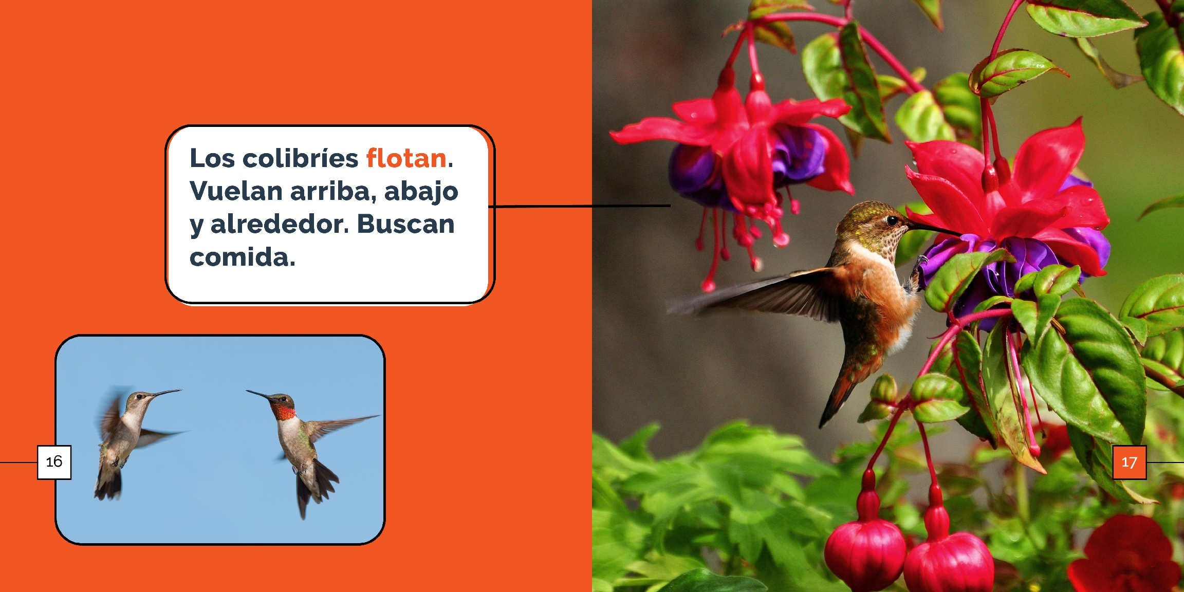 Los colibríes