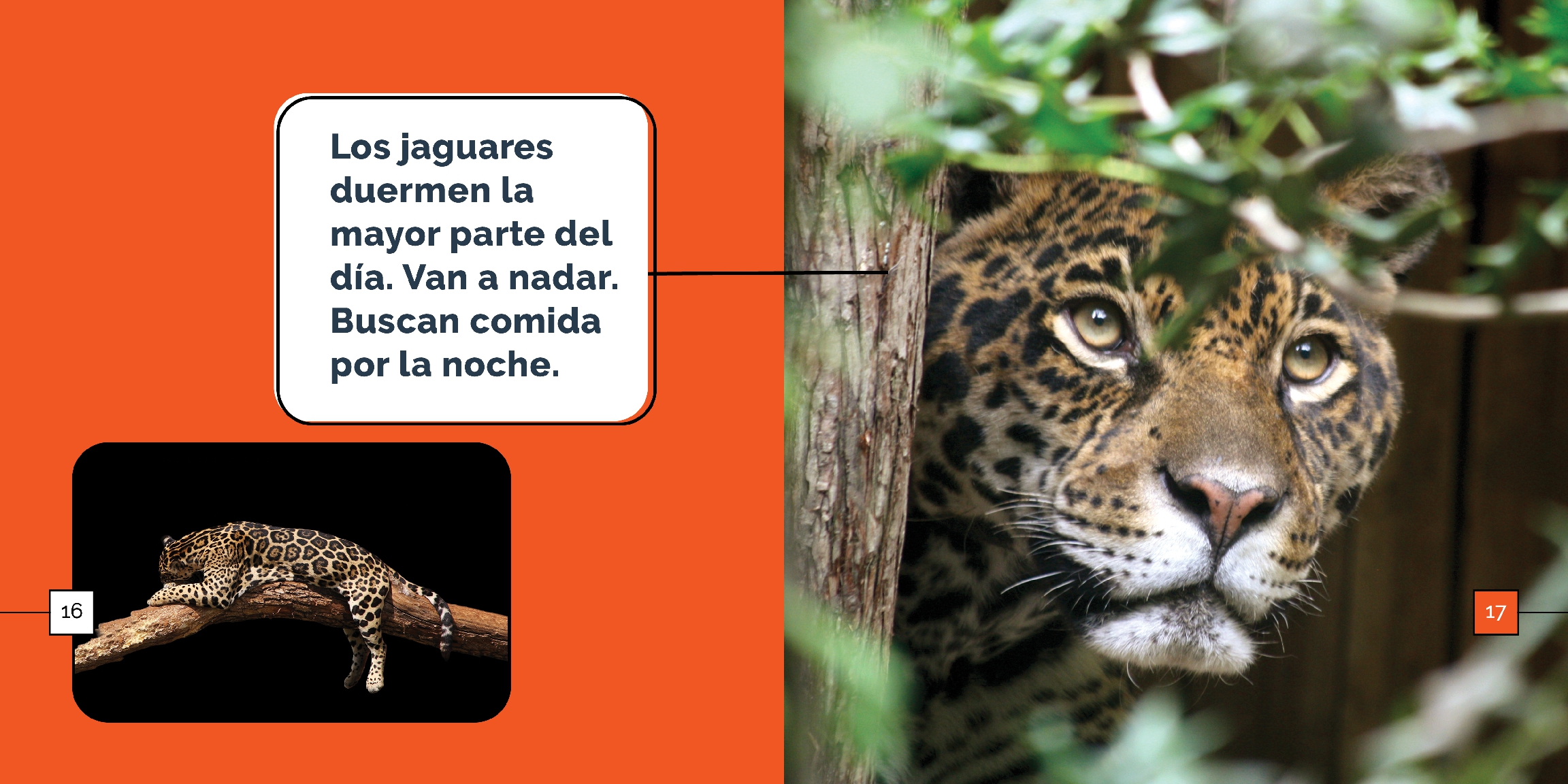 Los jaguares