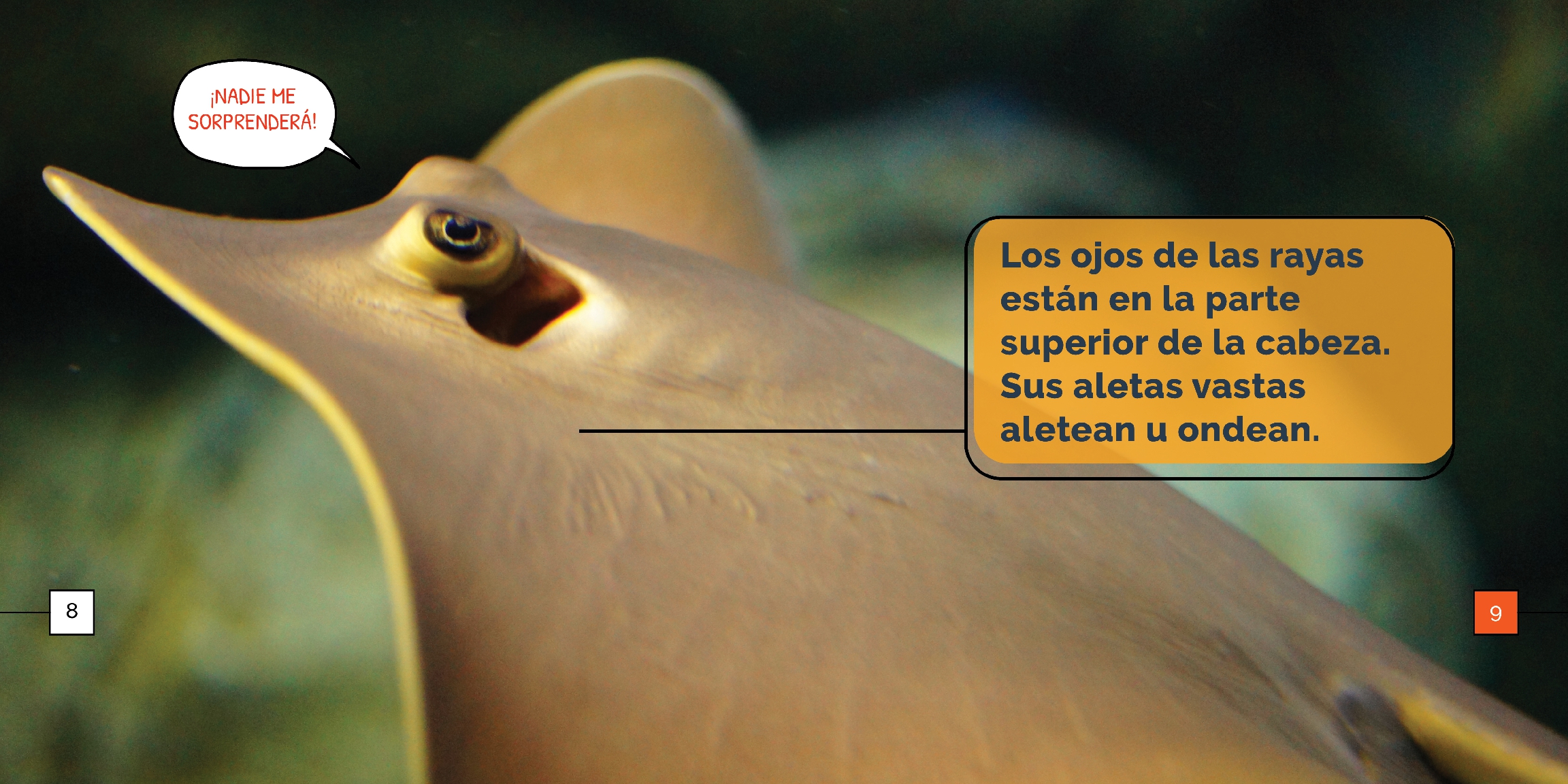 Las rayas