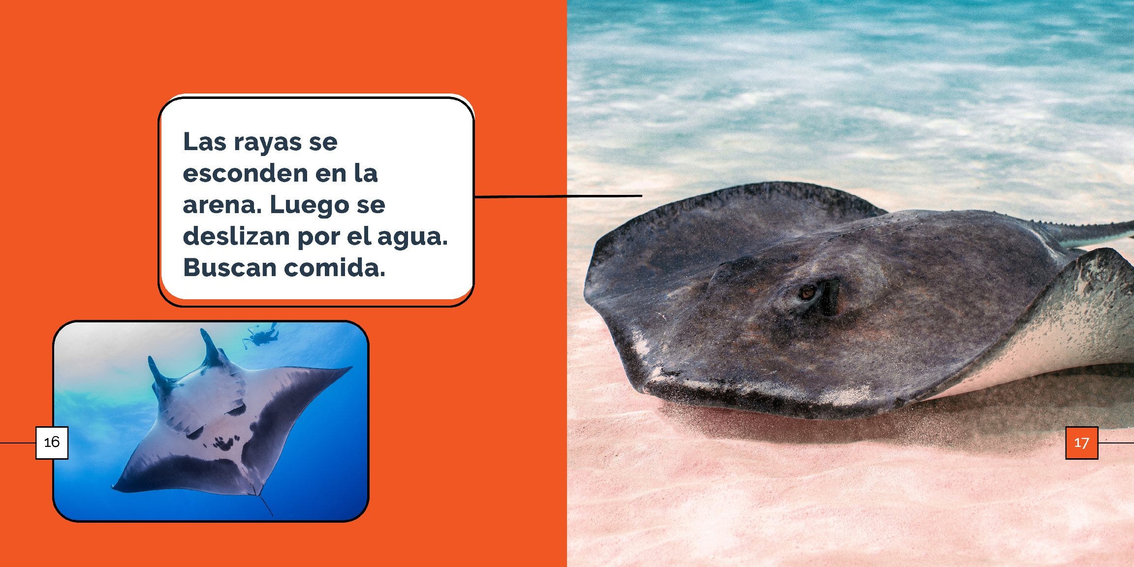 Las rayas