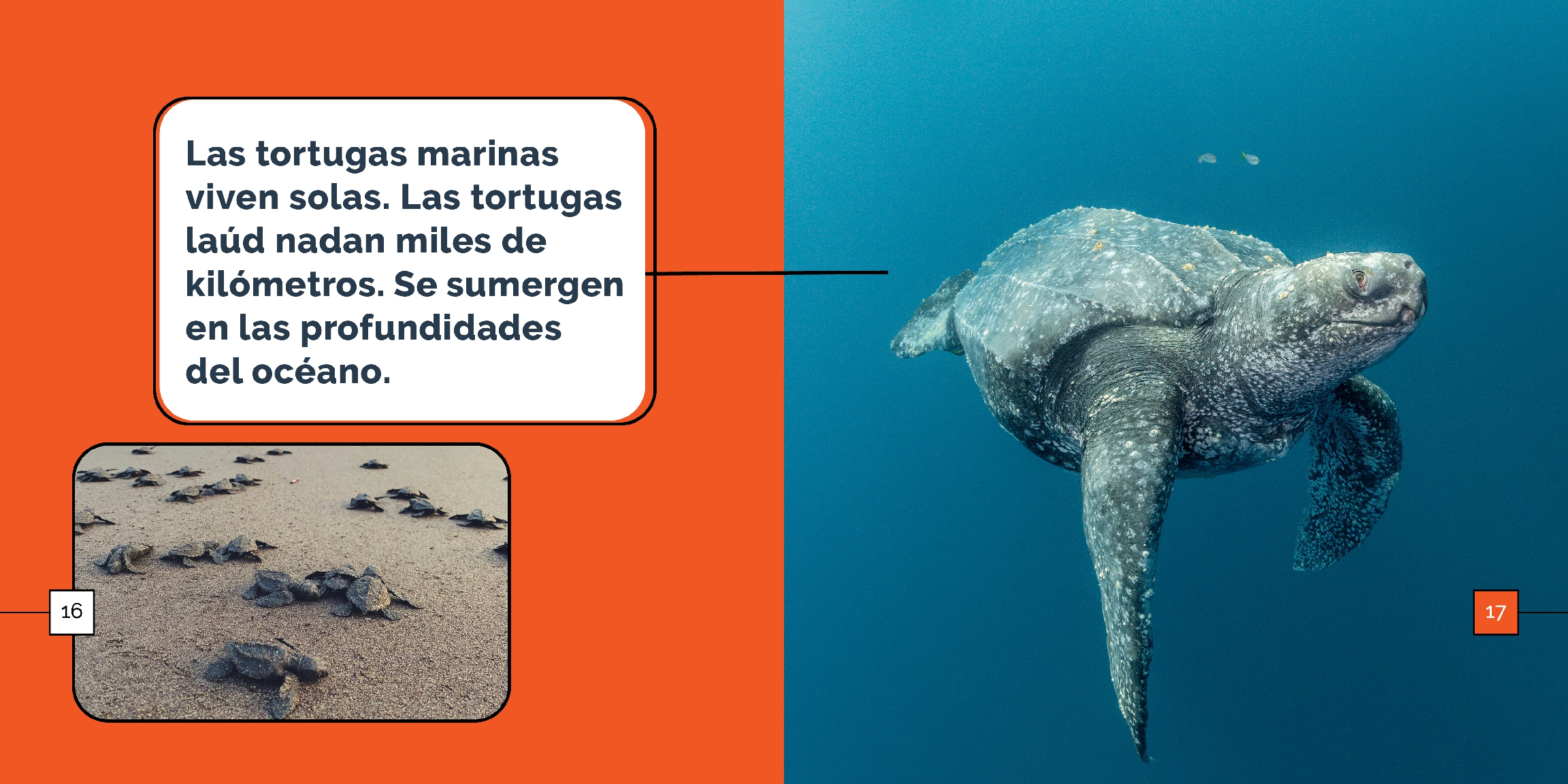 Las tortugas marinas