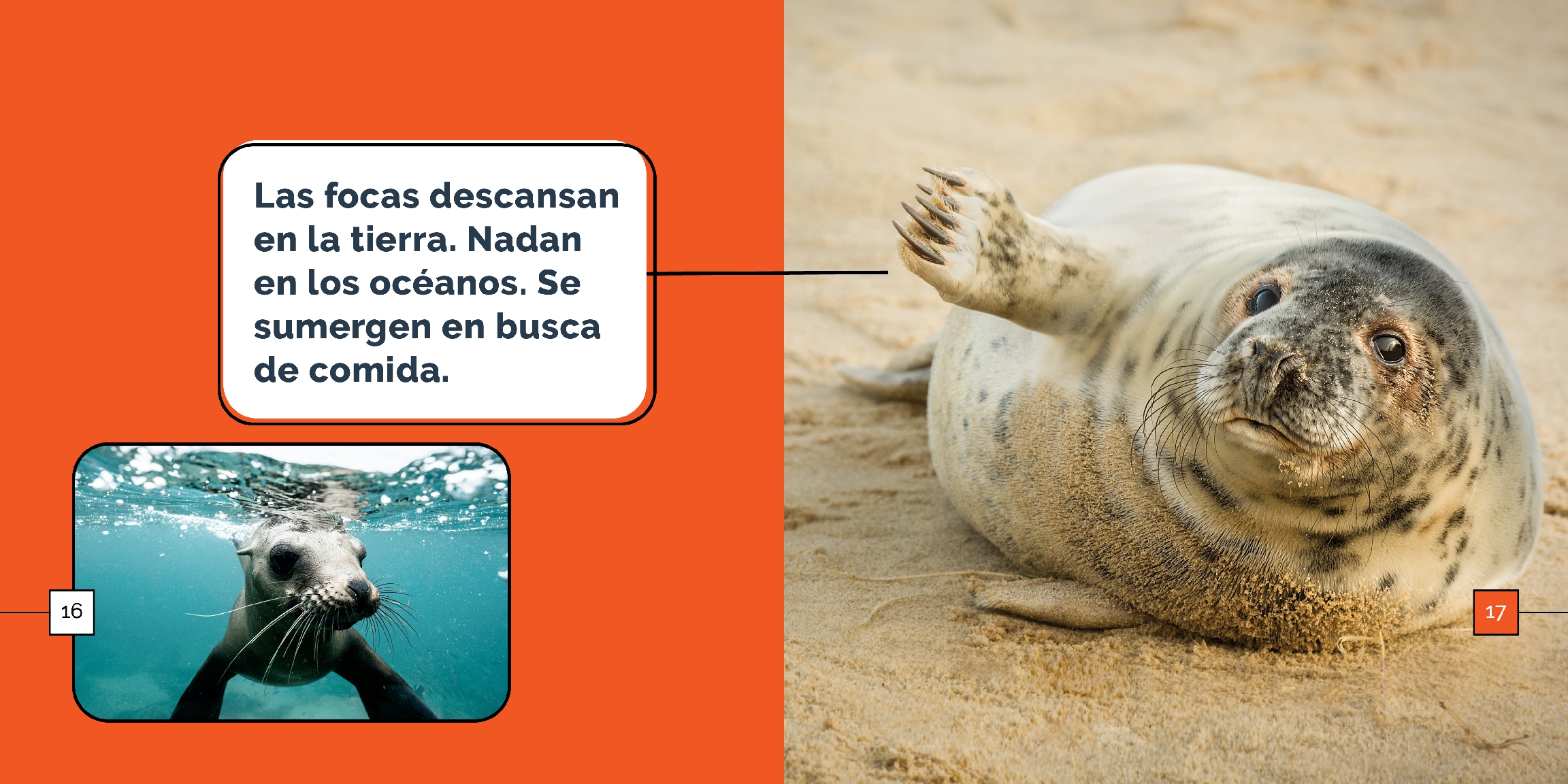Las focas