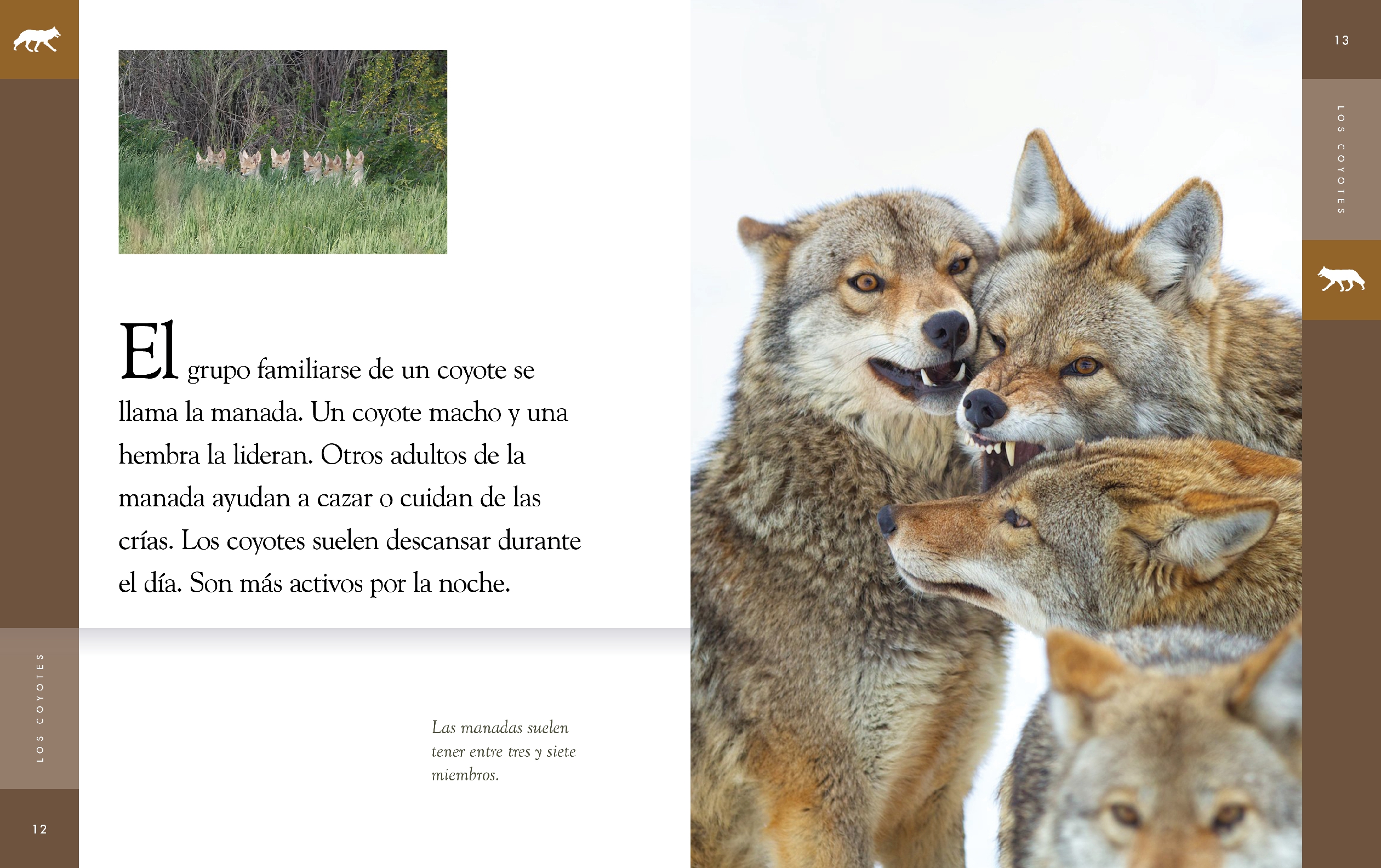 Los coyotes
