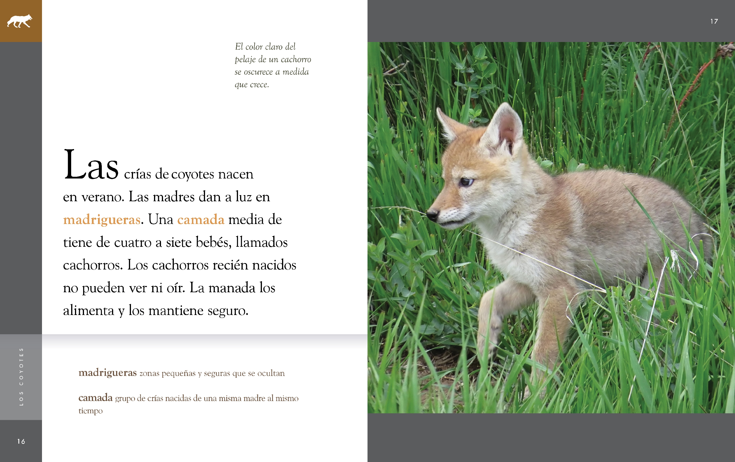 Los coyotes