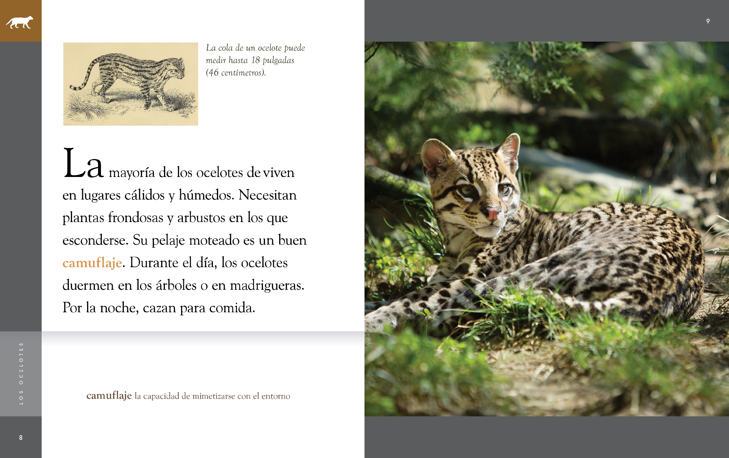Los ocelotes