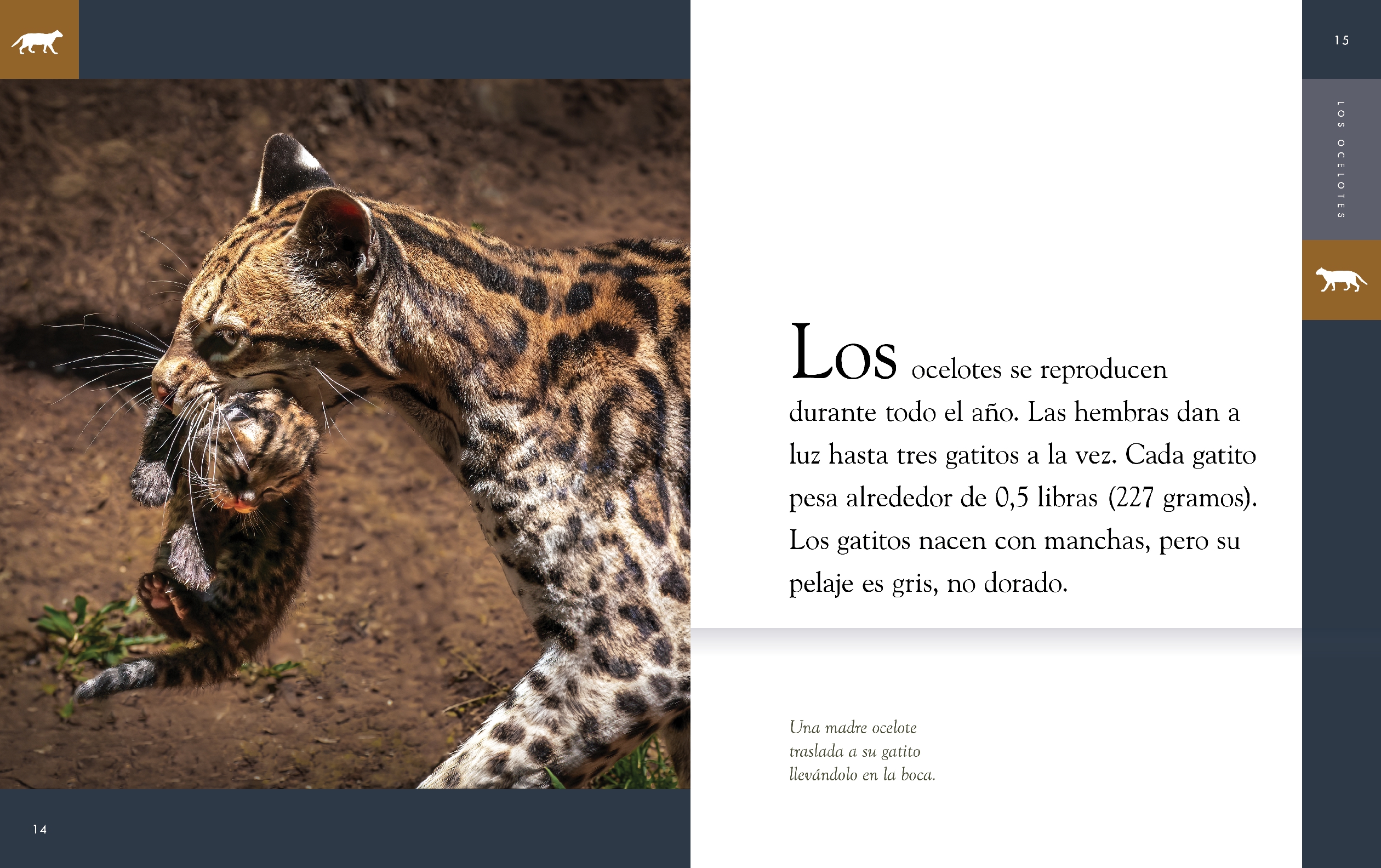 Los ocelotes