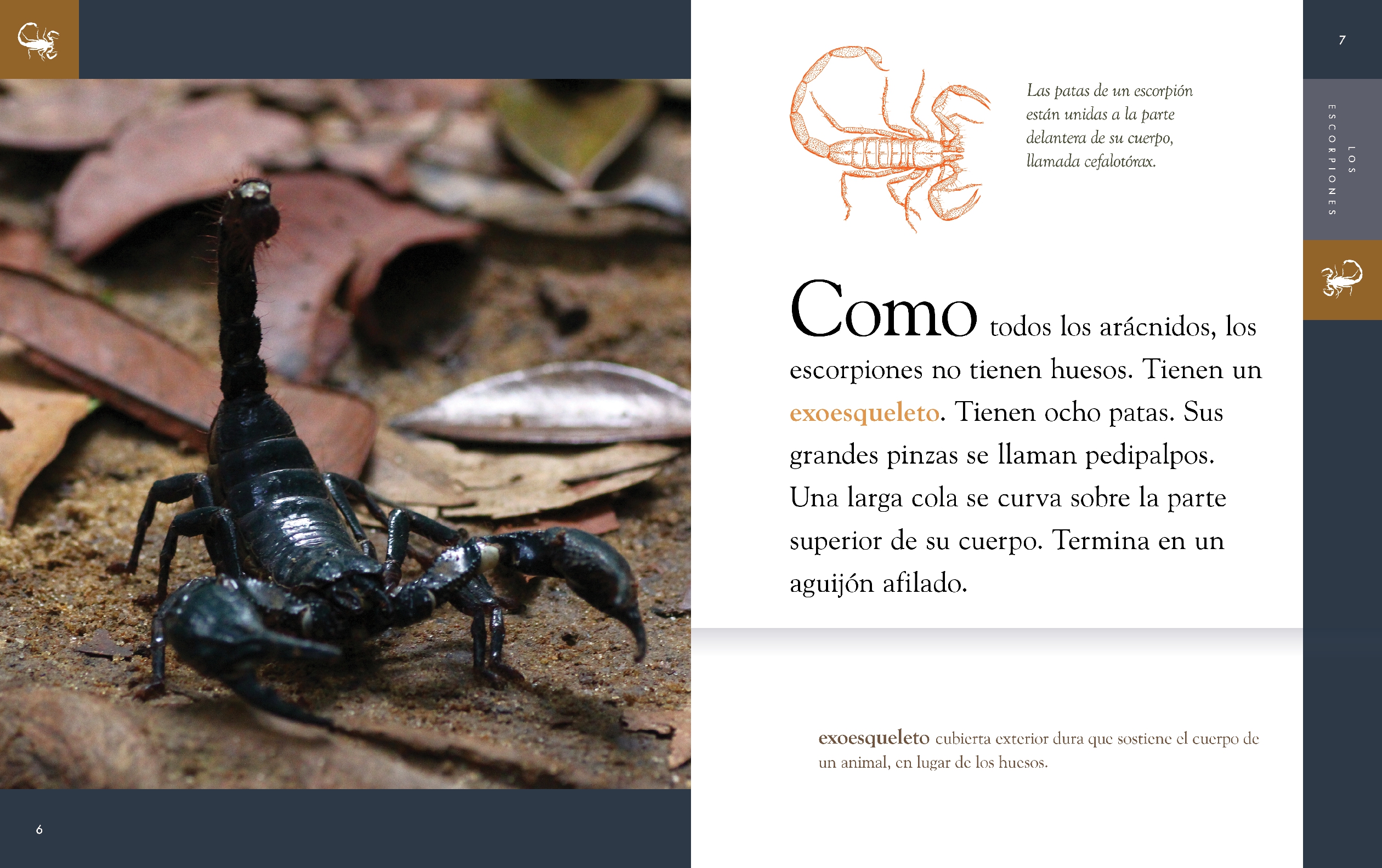 Los escorpiónes