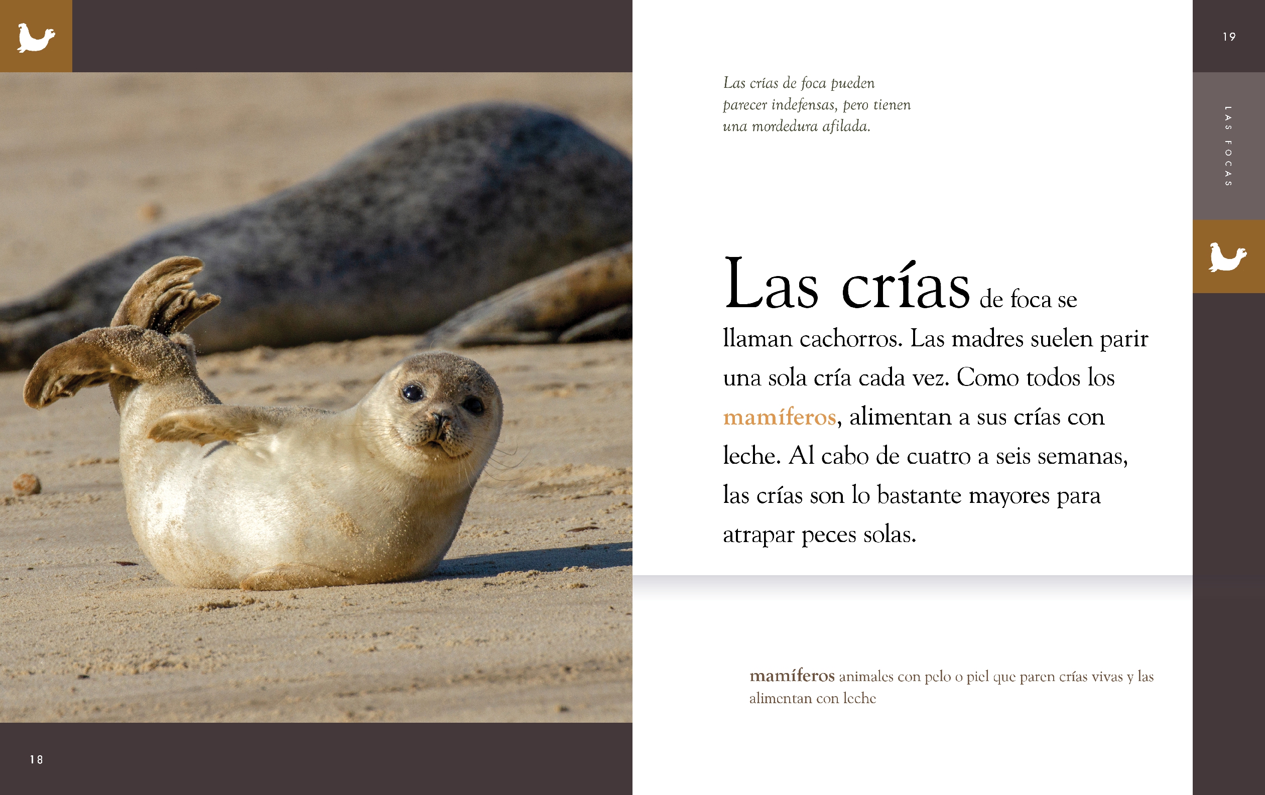 Las focas