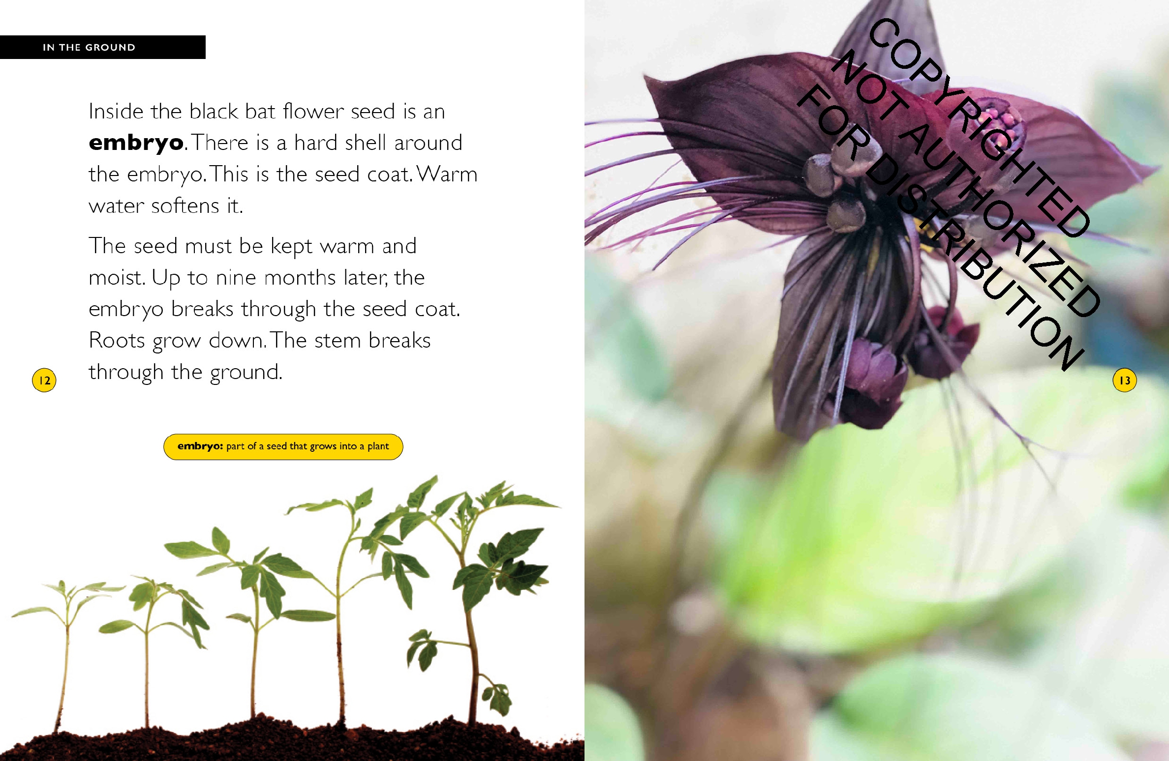 Black Bat Flower
