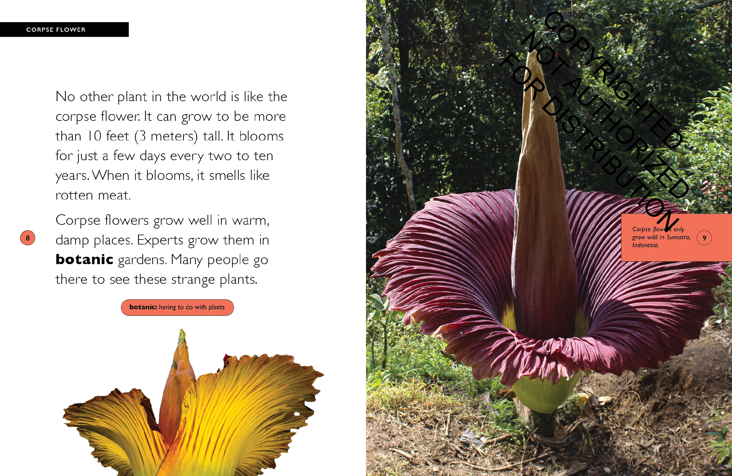 Corpse Flower