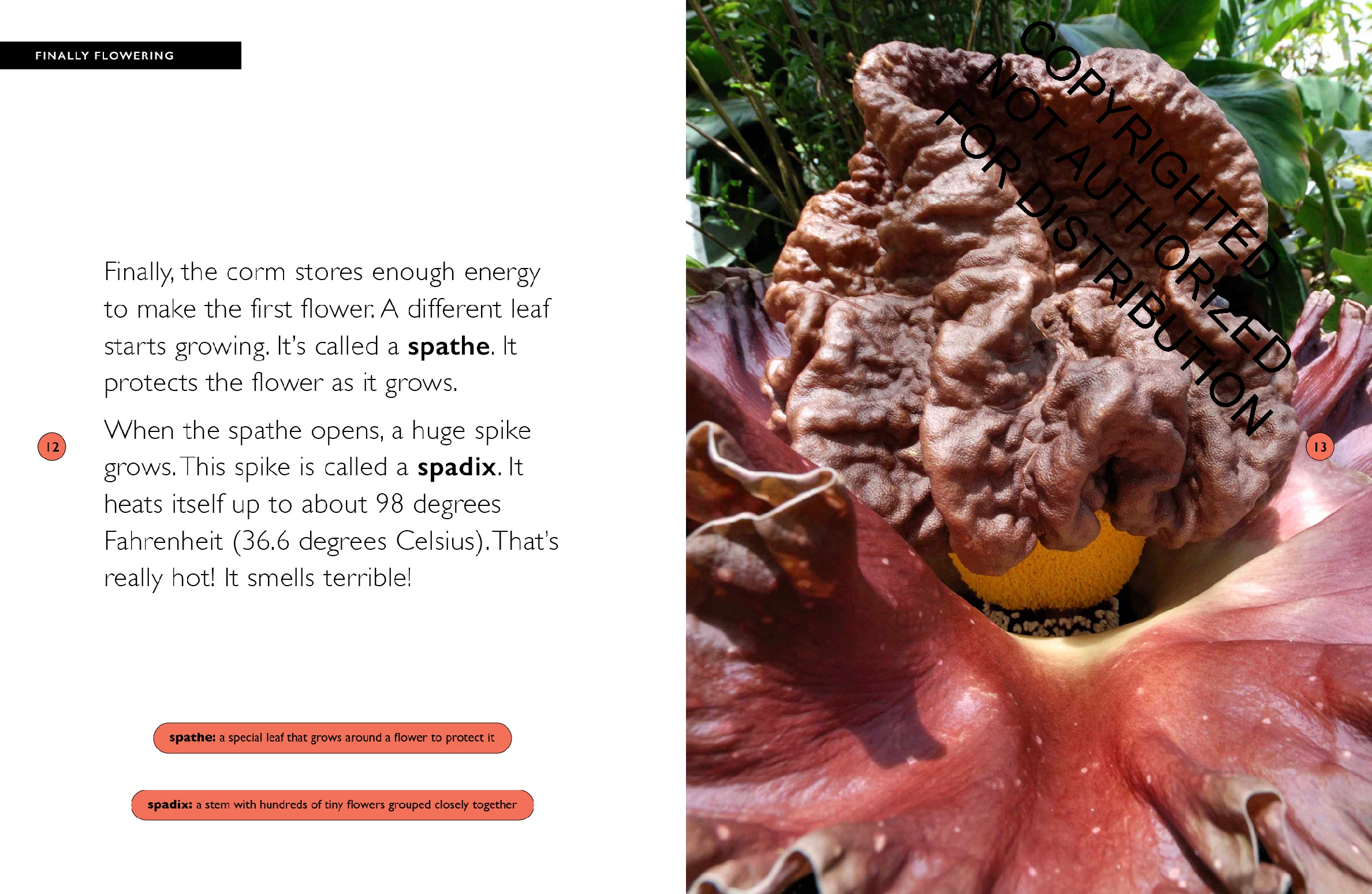 Corpse Flower