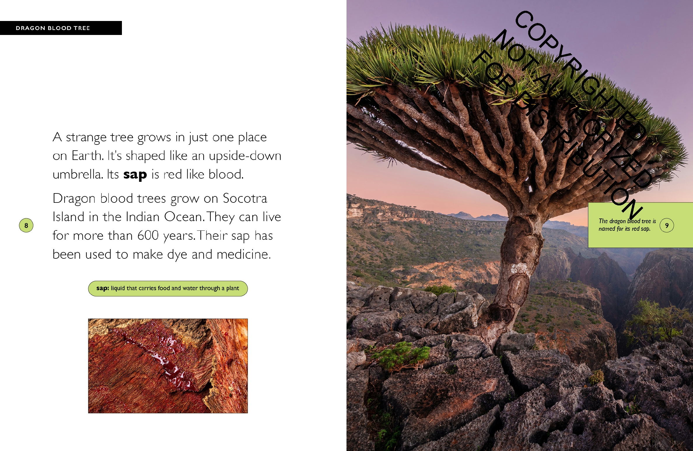Dragon Blood Tree
