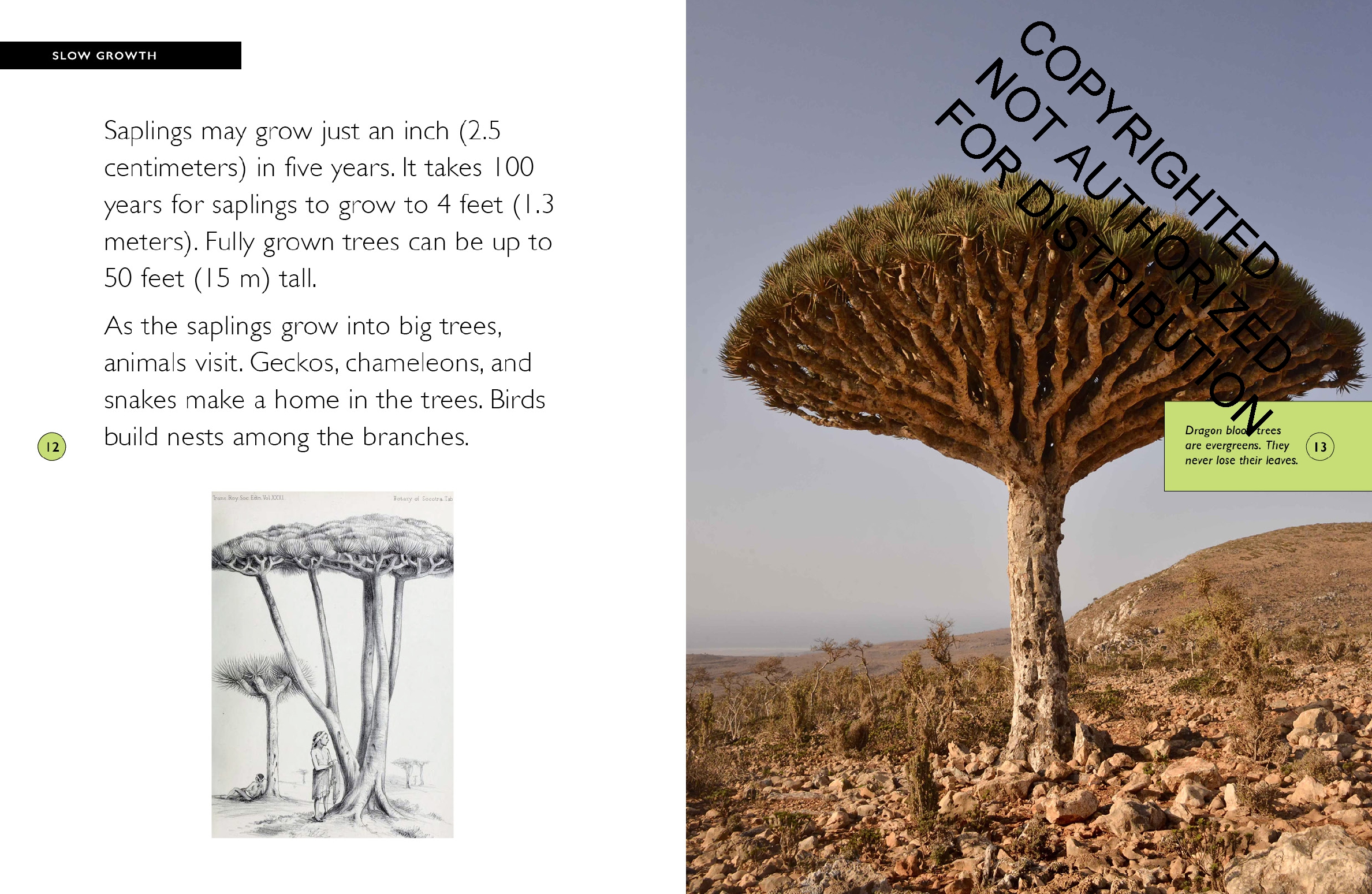 Dragon Blood Tree