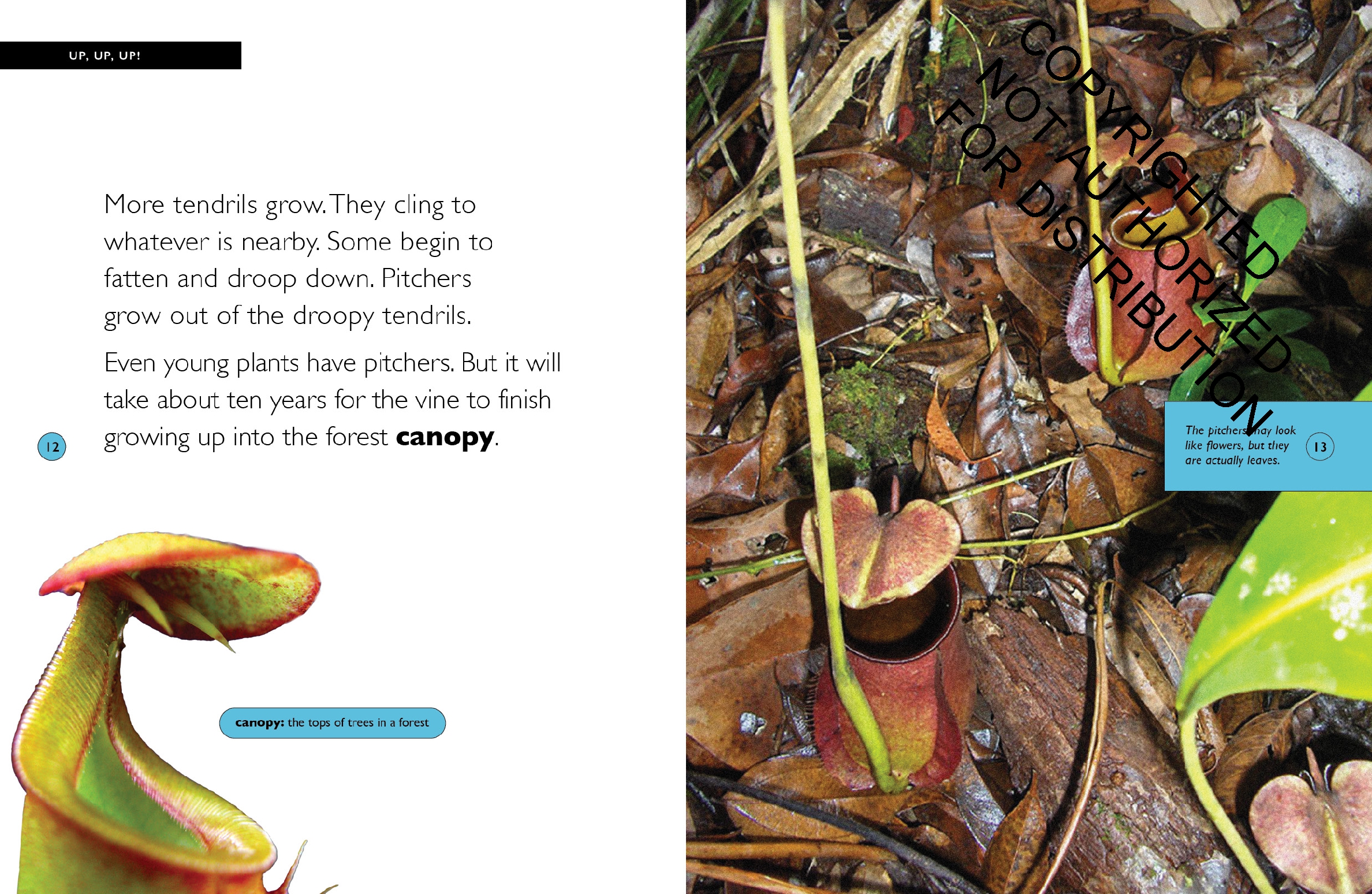 Fanged Pitcher Plant