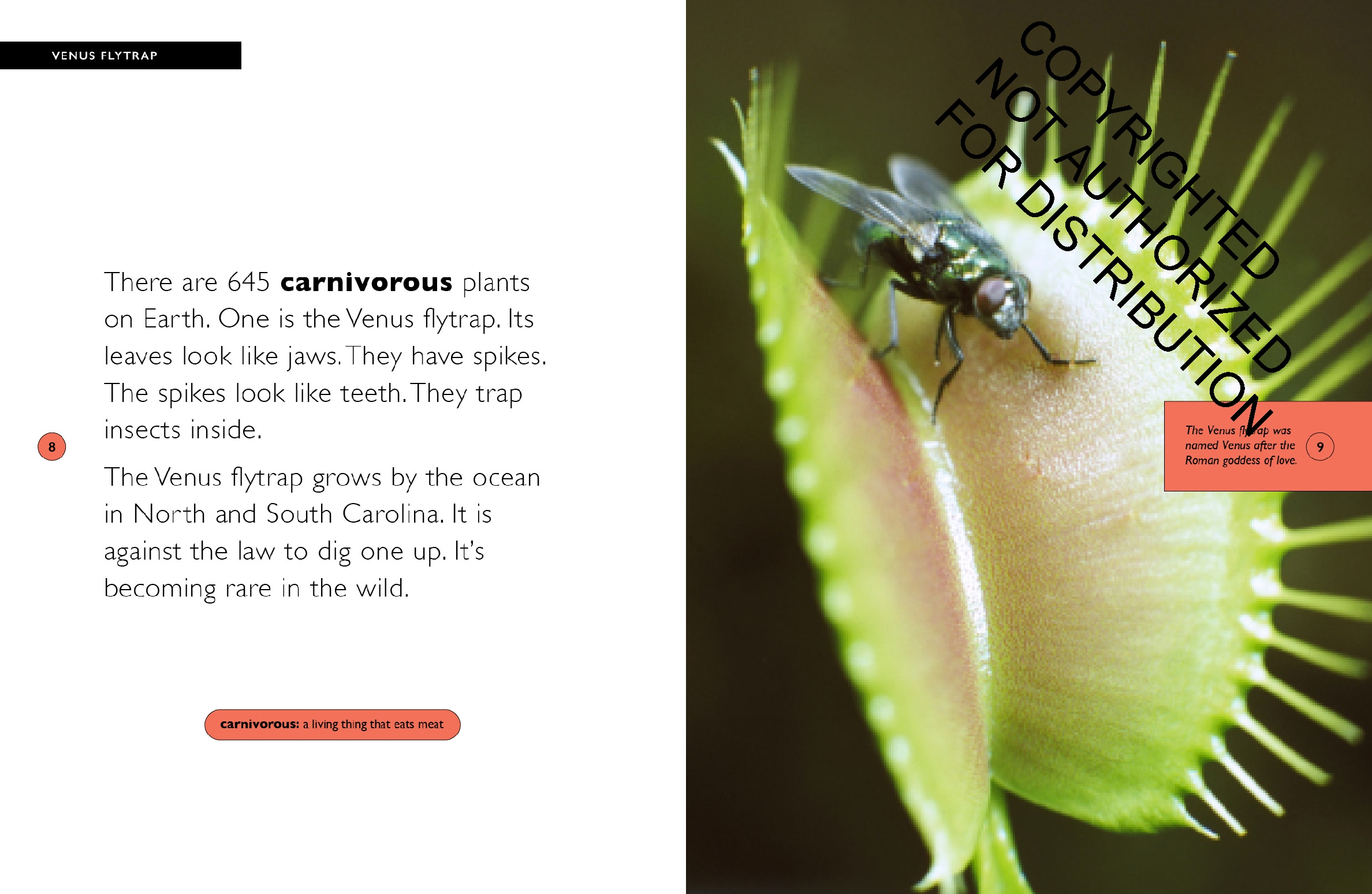 Venus Flytrap