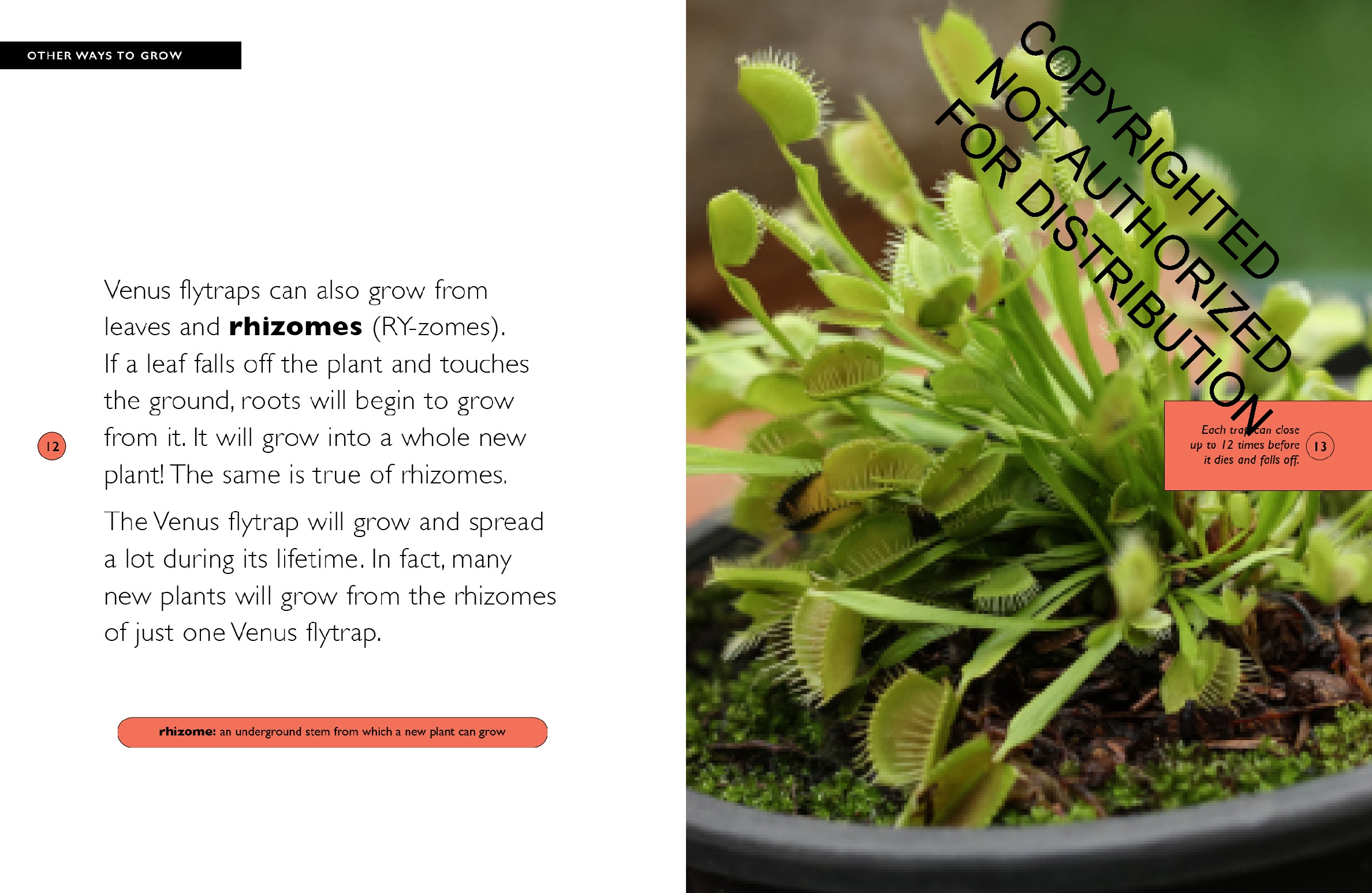 Venus Flytrap