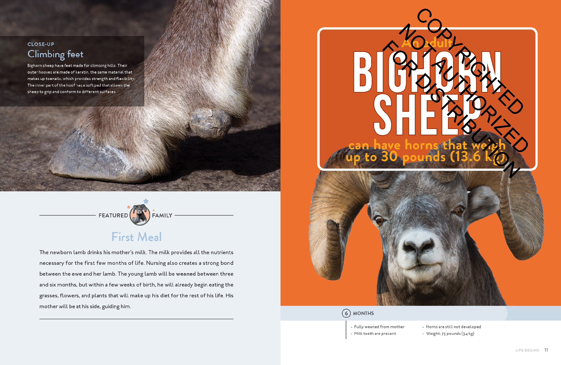 Bighorn Sheep