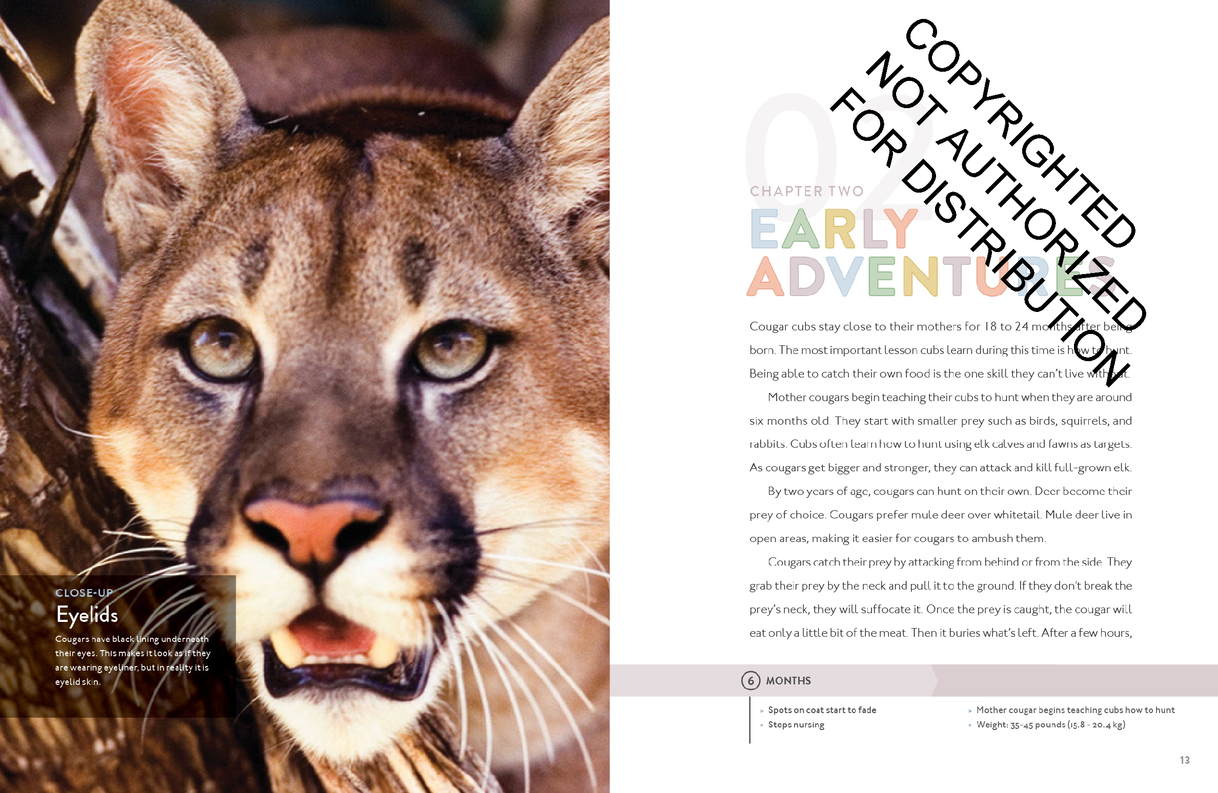 Cougar
