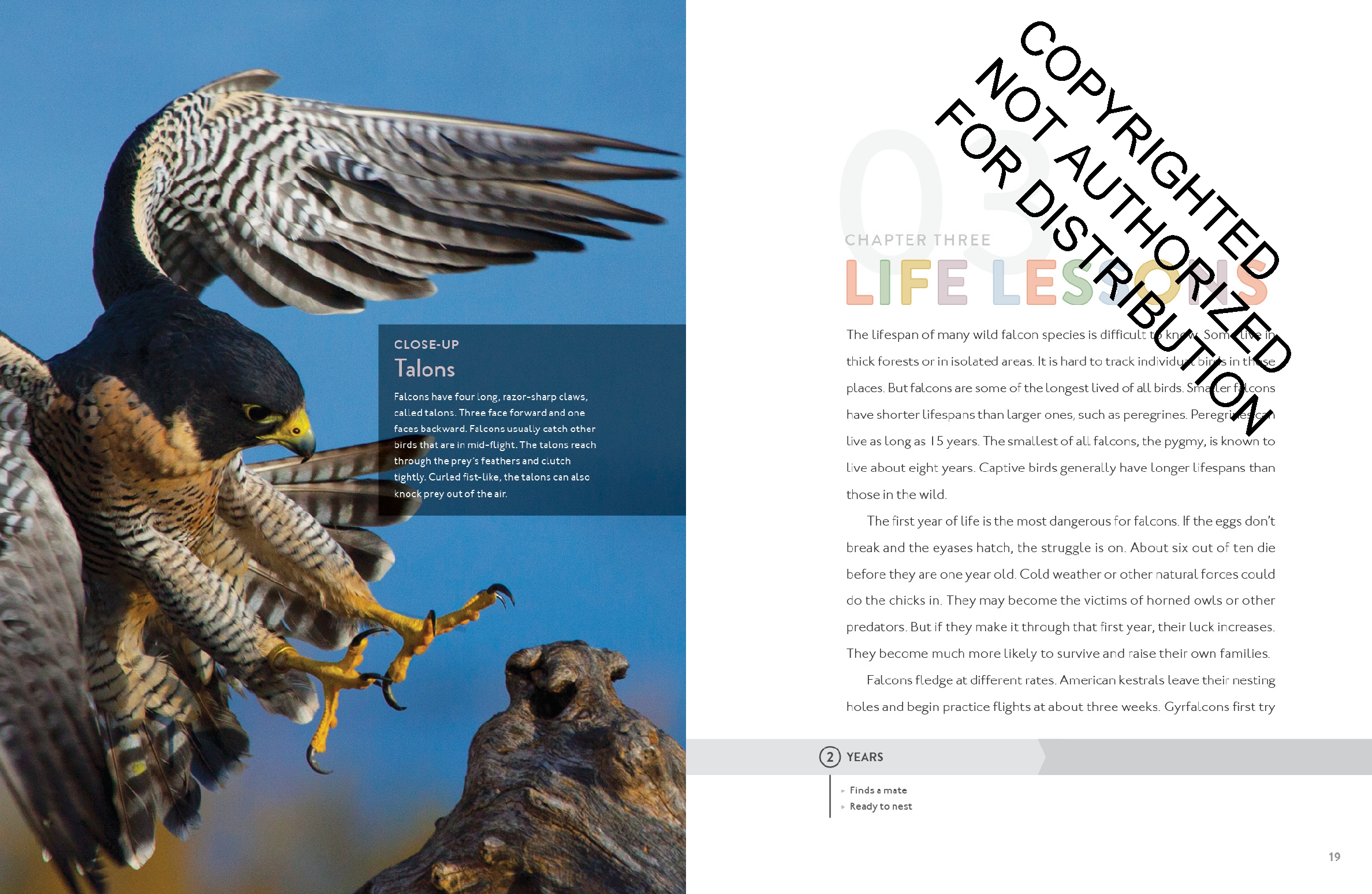 Falcon