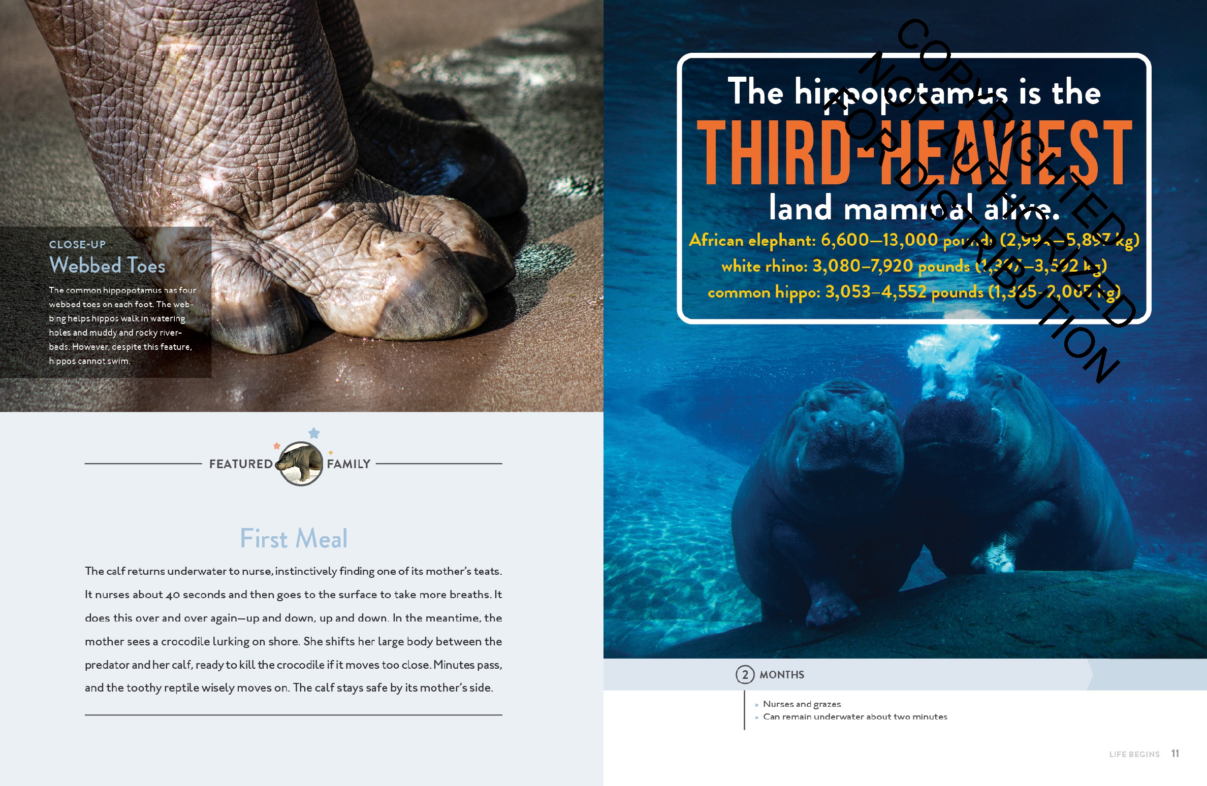 Hippopotamus