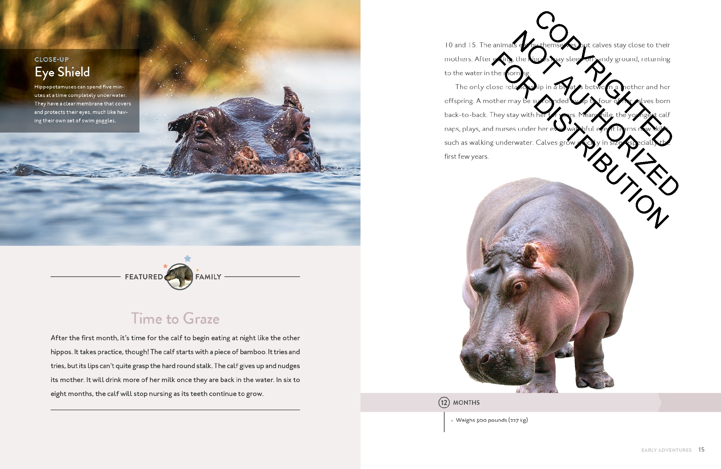 Hippopotamus