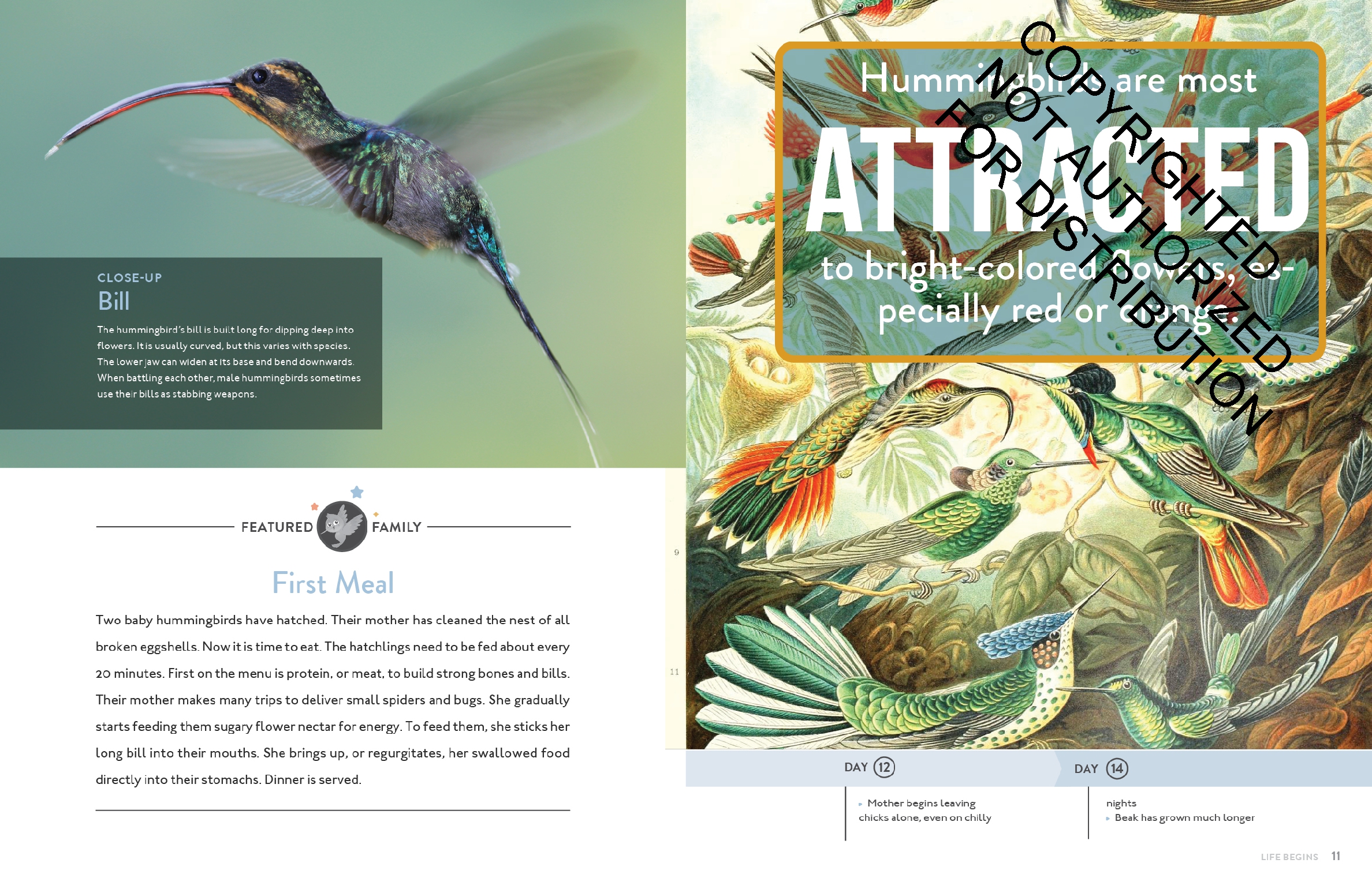 Hummingbird