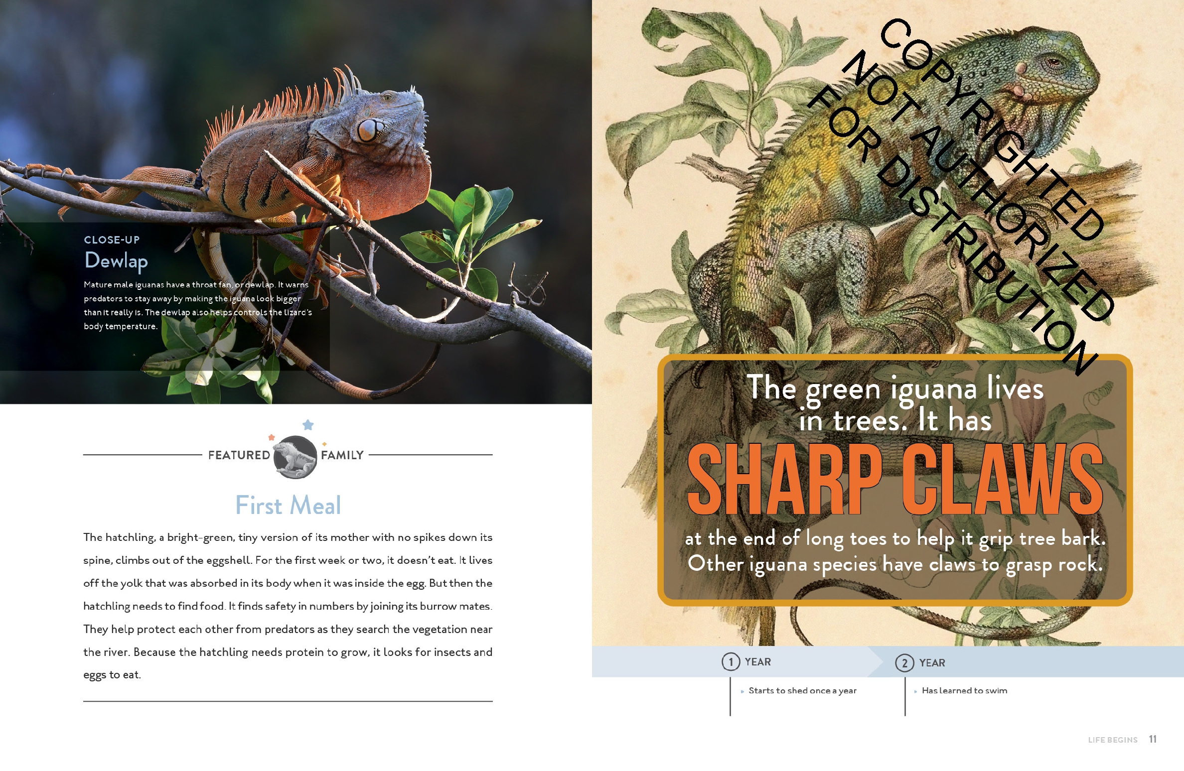 Iguana