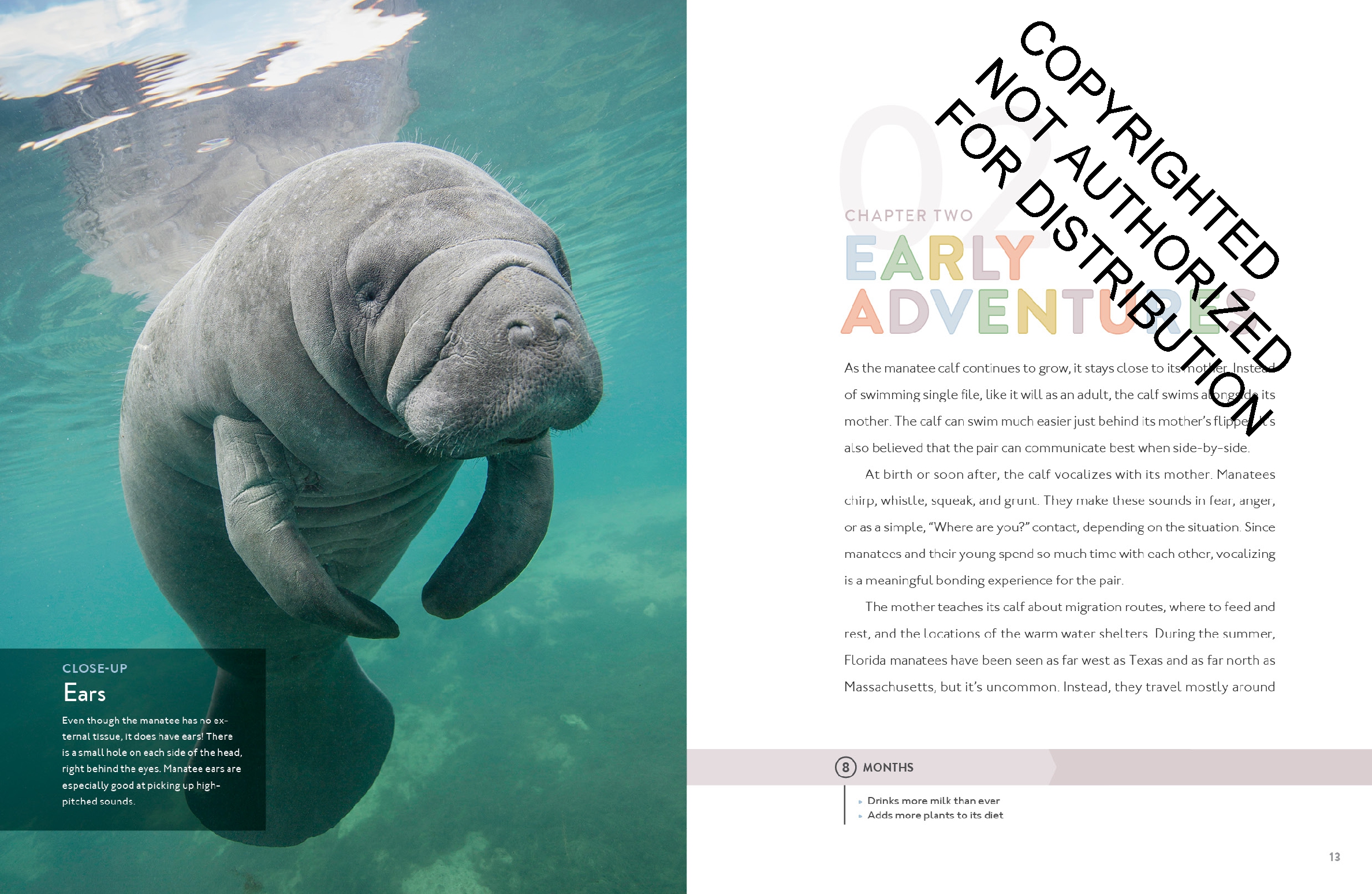Manatee