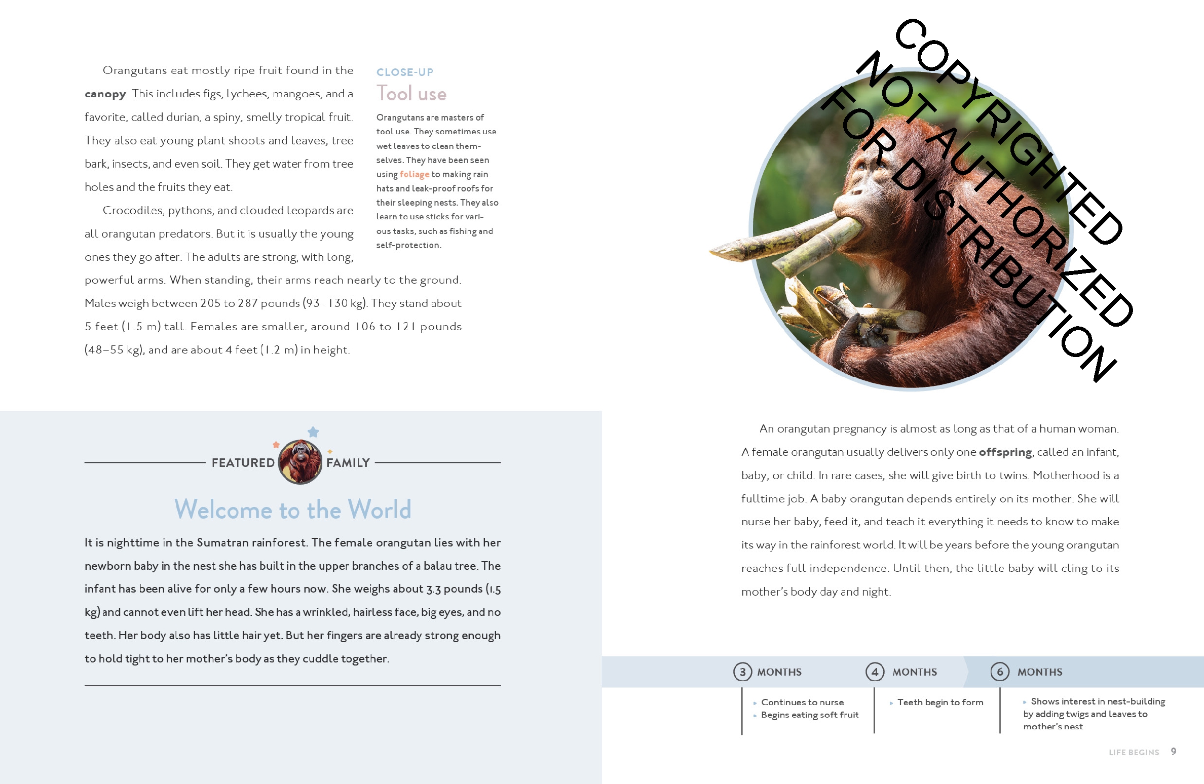 Orangutan