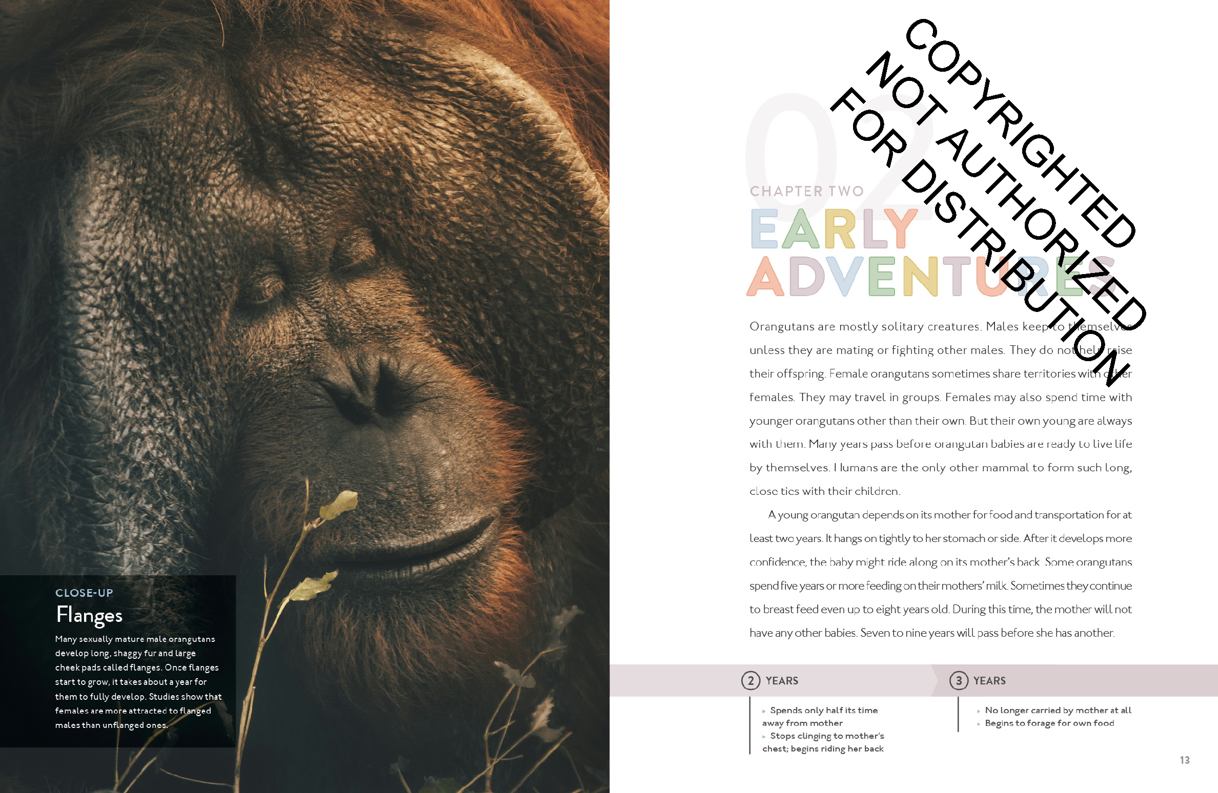 Orangutan