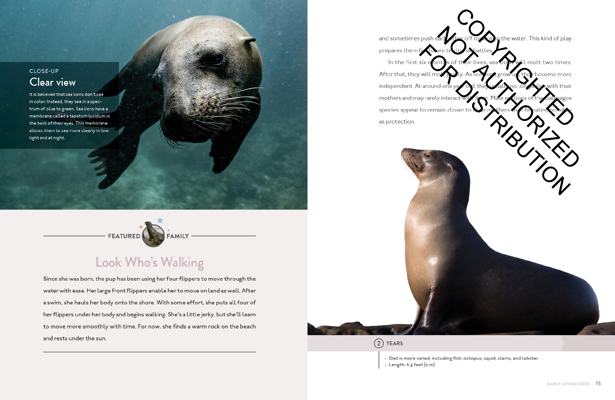 Sea Lion