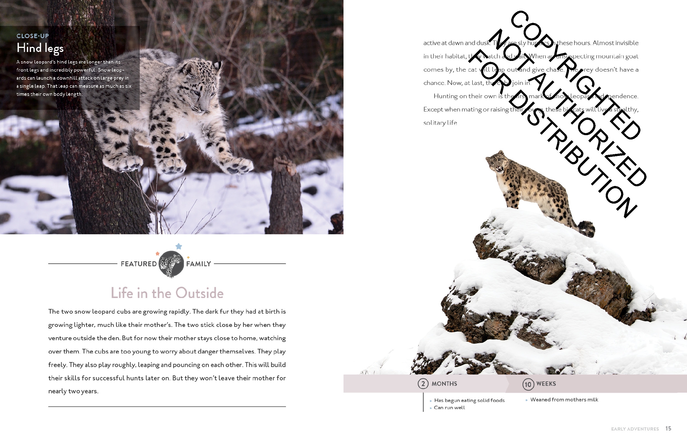 Snow Leopard