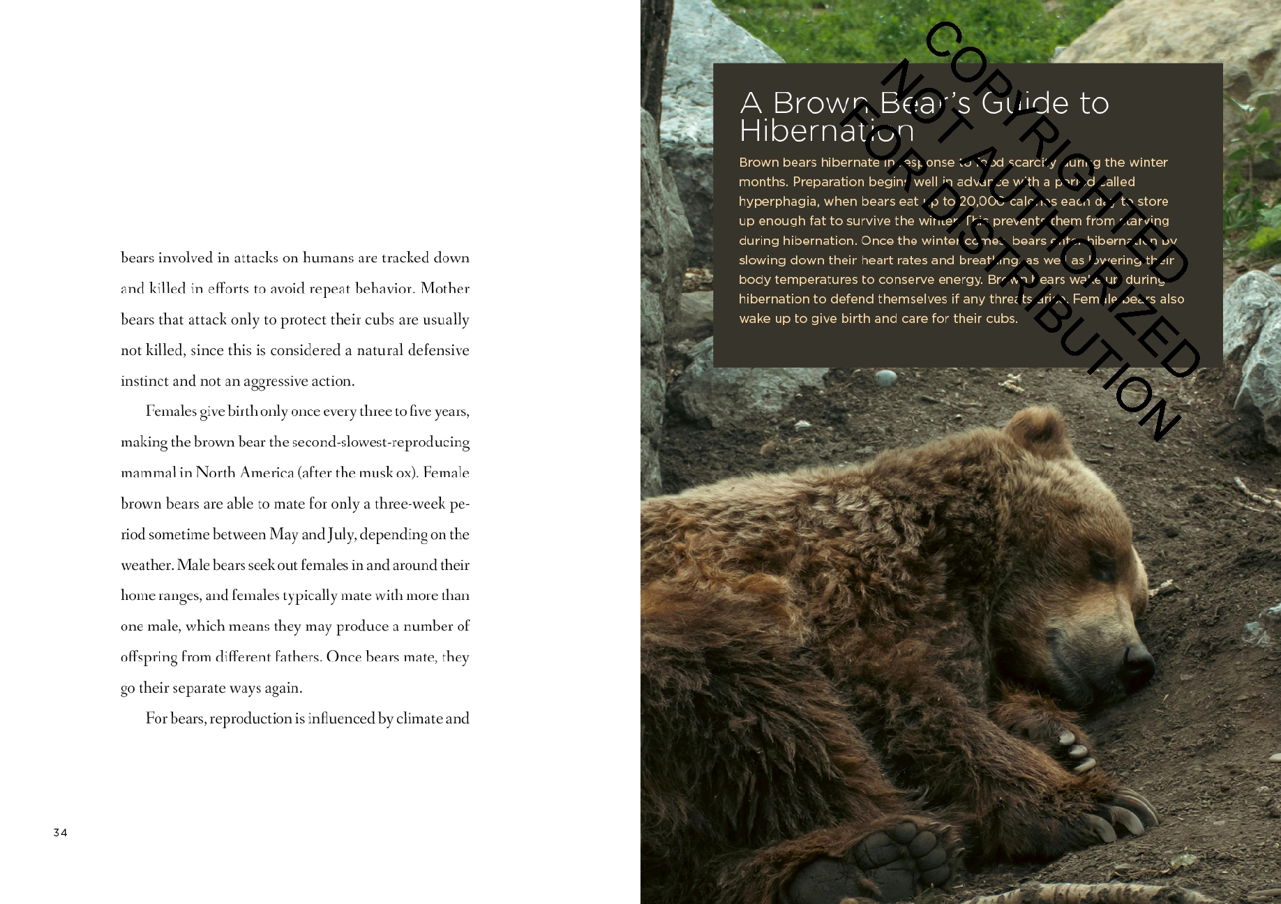 Brown Bears