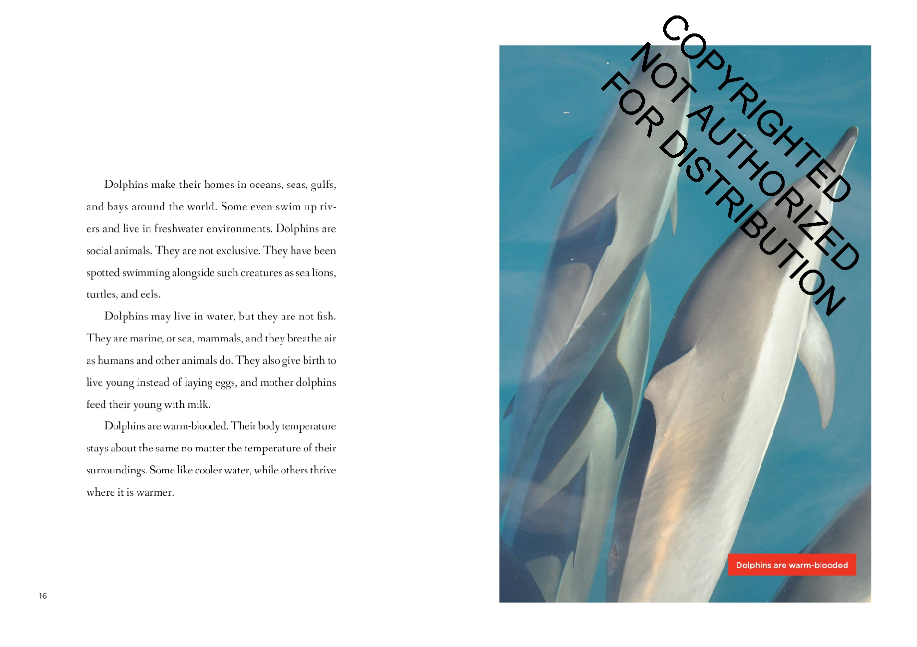 Dolphins