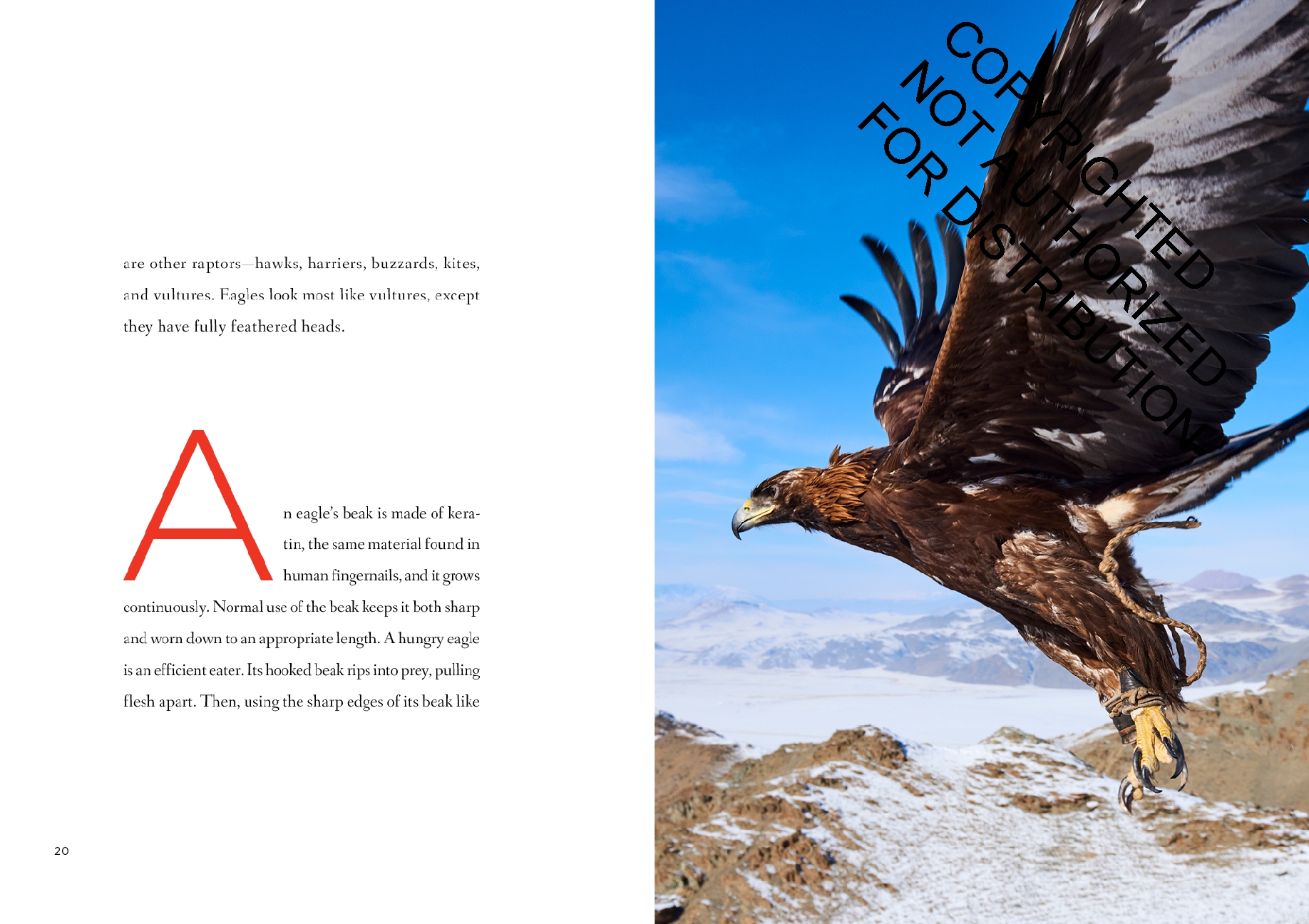 Eagles