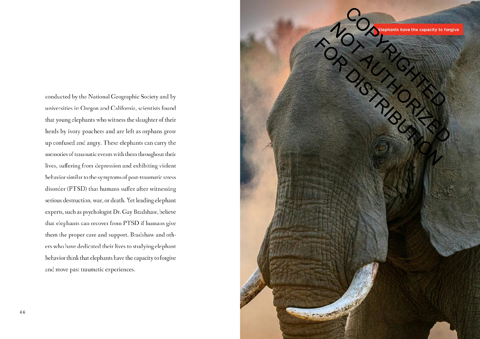 Elephants