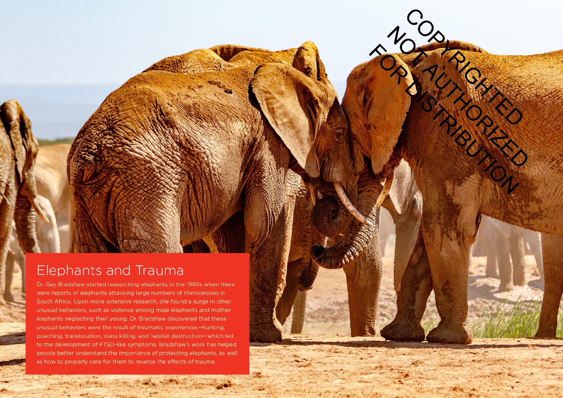 Elephants