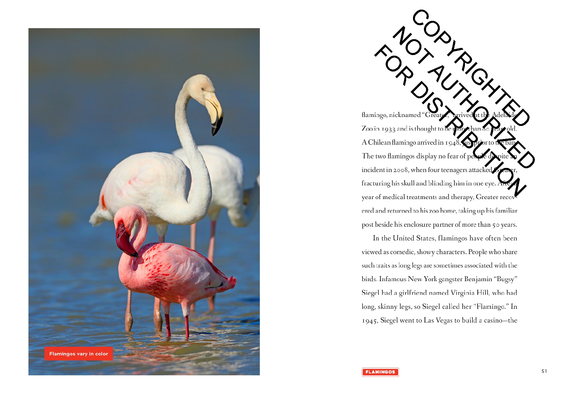 Flamingos