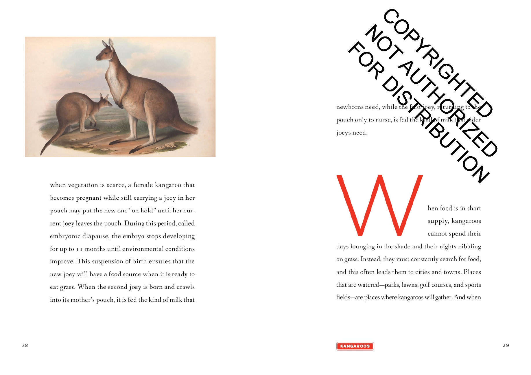 Kangaroos