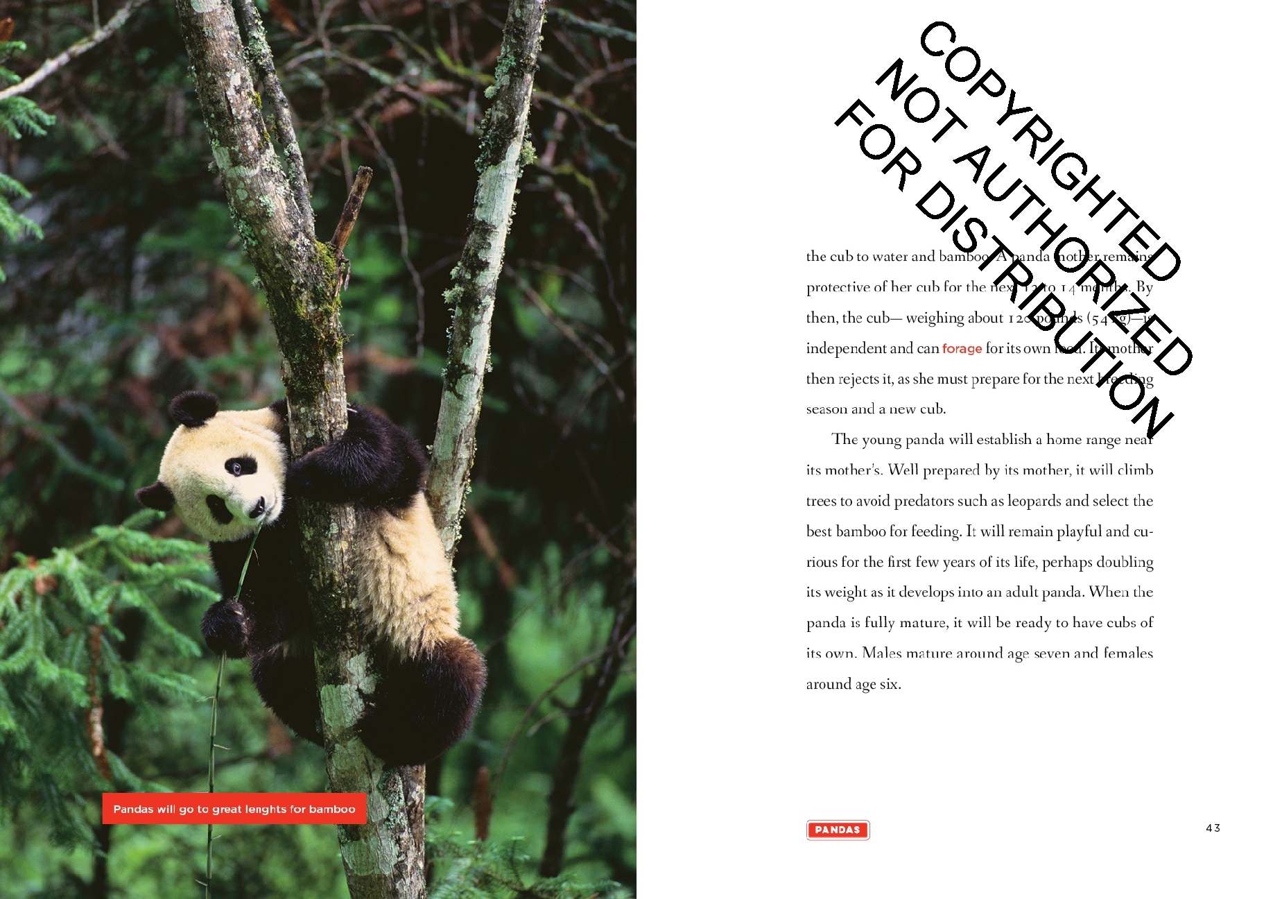 Pandas