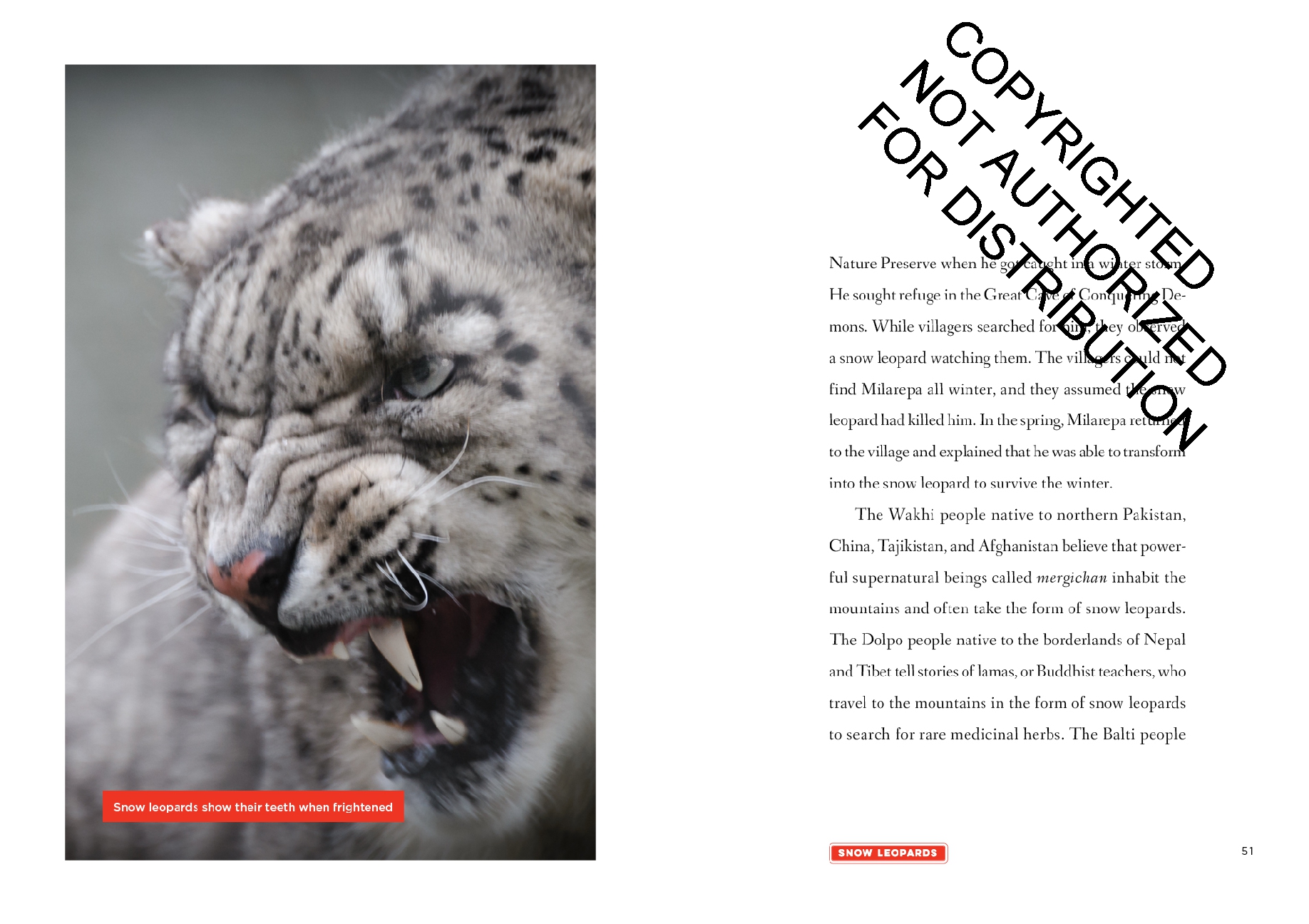 Snow Leopards