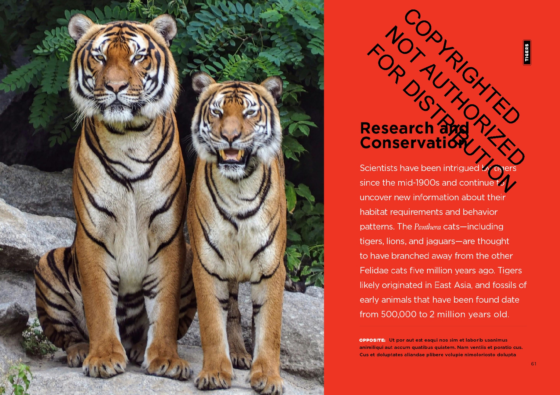Tigers