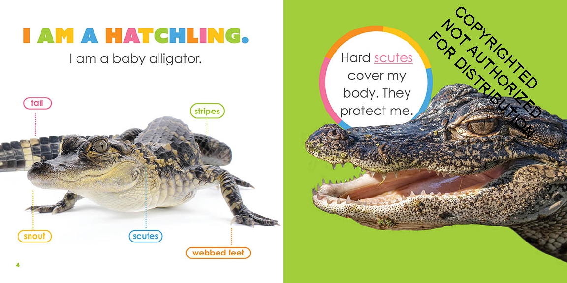 Baby Alligators