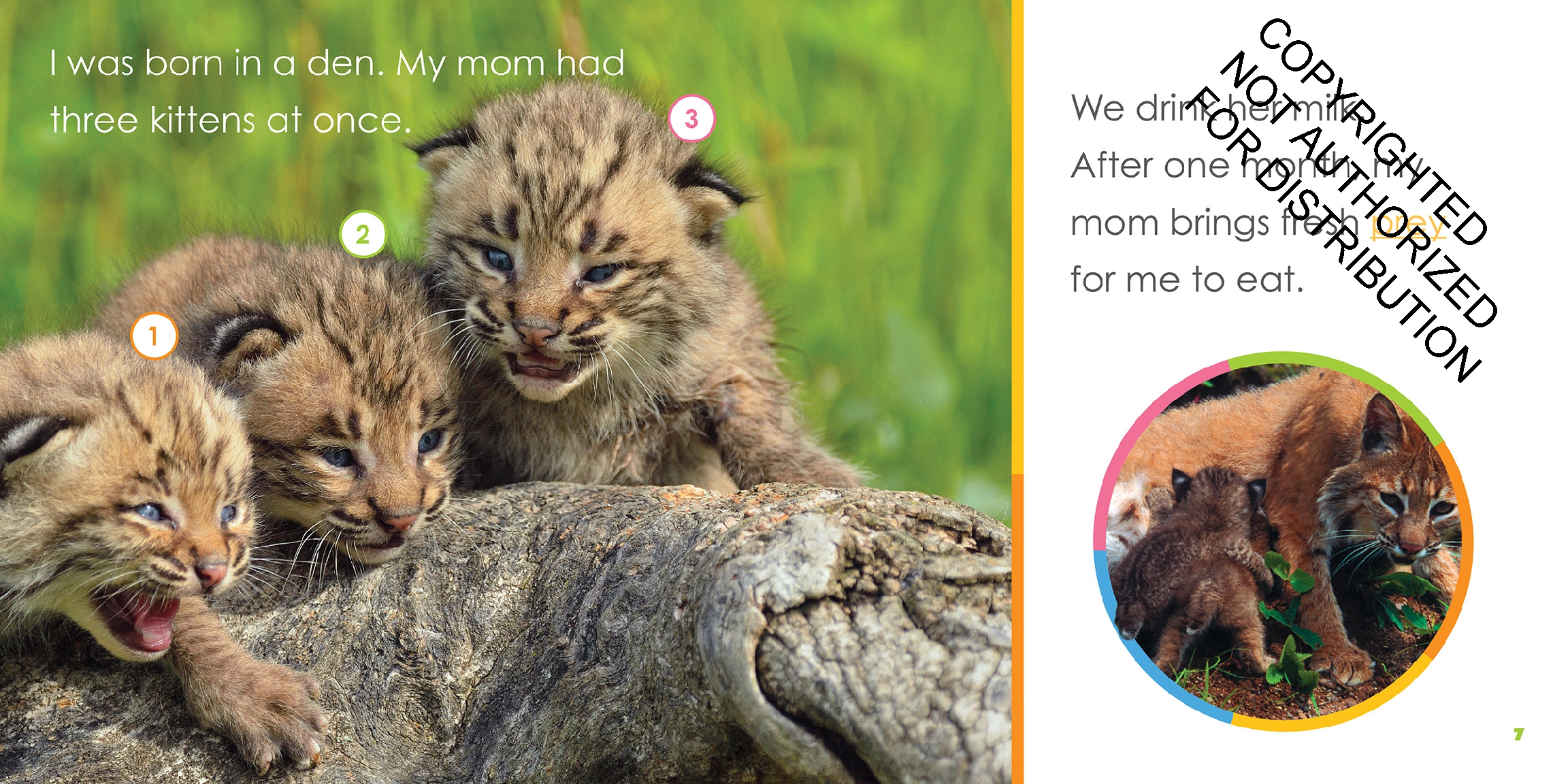 Baby Bobcats